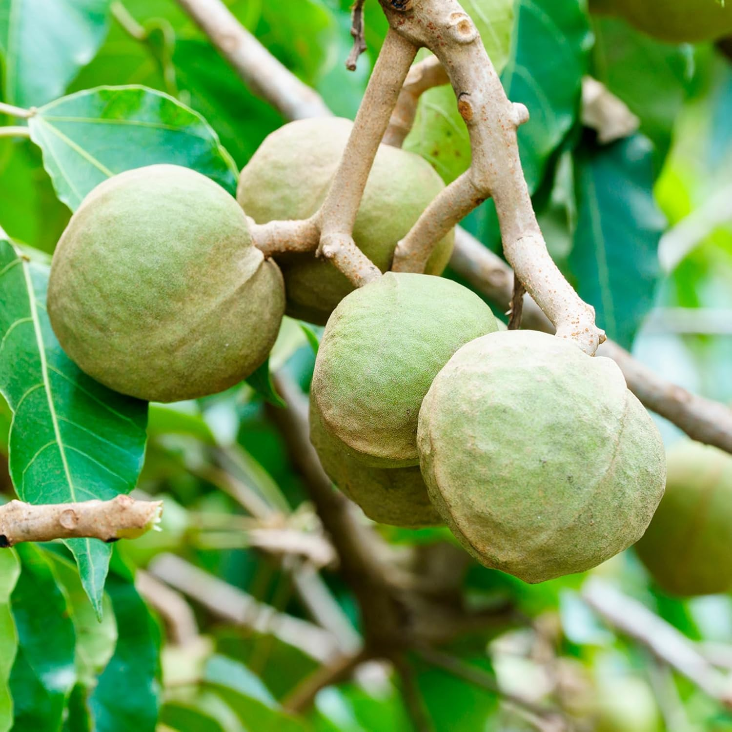 OGX Kukui Oil Shampoo, Hydrate plus Defrizz, 13 Ounce image number 4