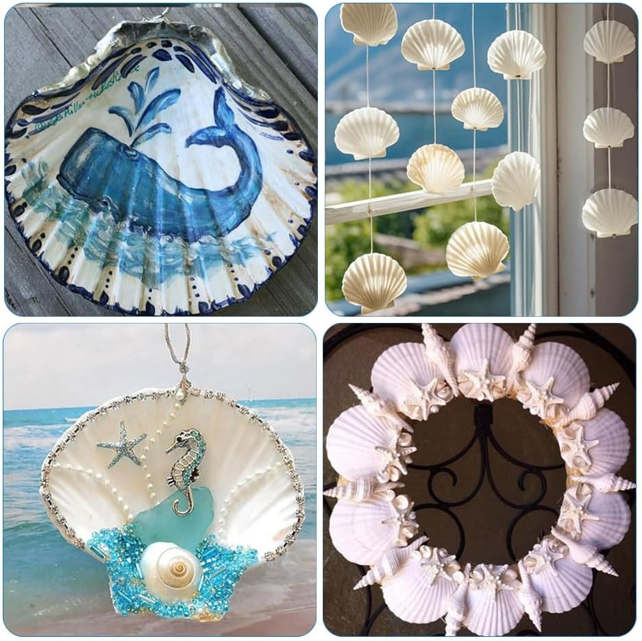 40Pcs Natural Scallop White Small Sea Shells for Real Seashells Shell Bulk Crafts Crafting for Ocean Party Home Decor Beach (White) image number 4