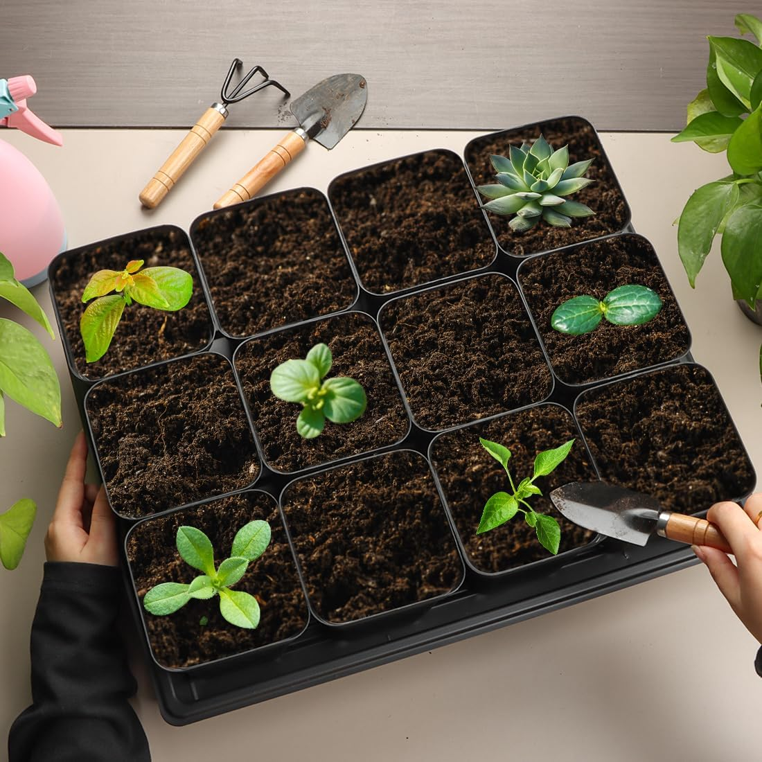 3.15 Inch (8CM) Square Nursery Pots 100 Pcs, Sturdy Seedlings Trays 5 Pcs, Seeds Starter Germination Tray, Microgreening Planter Nursery Propagation 5 Sets image number 6