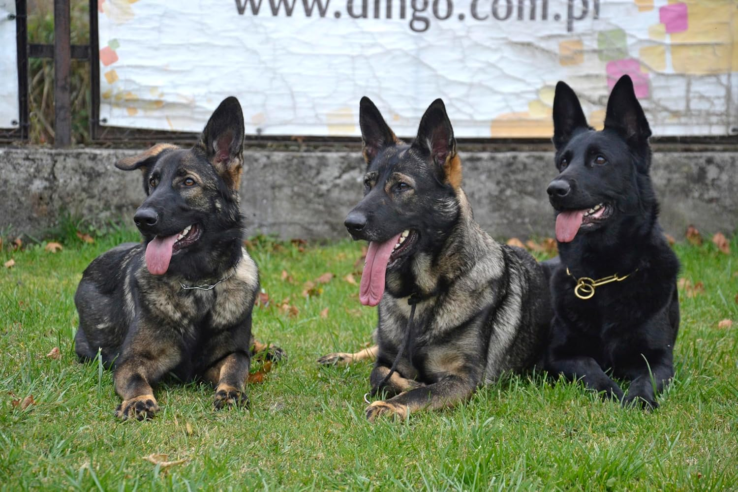 Dingo Gear Choke Collar for Dog Training Handmade of Cord with a Limiter, Waterproof Black S04062, XL image number 3