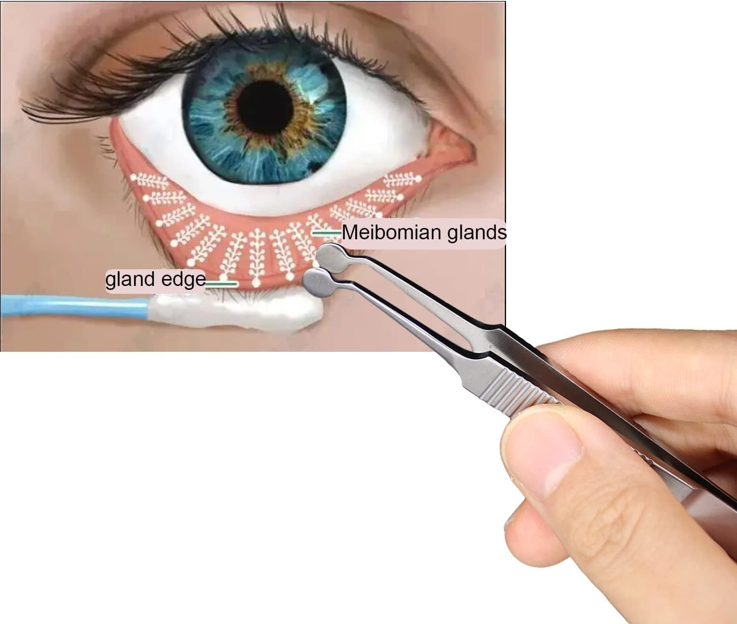 Precision Tweezer for Eyelid Gland Cleaning and Dry Eye Relief, Durable Stainless Steel, Rust-Resistant, Non-Slip Handle, Easy to Use, Lightweight, 4.33 Inches Length - Haheihei