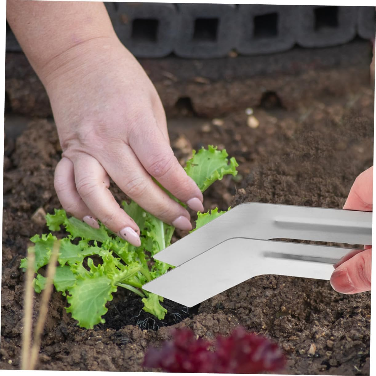 Yardenfun 2Pcs Stainless Steel Plants Transplanting Tool Garden Supplies Multi-Function Plants Remove Tong for Gardening image number 5