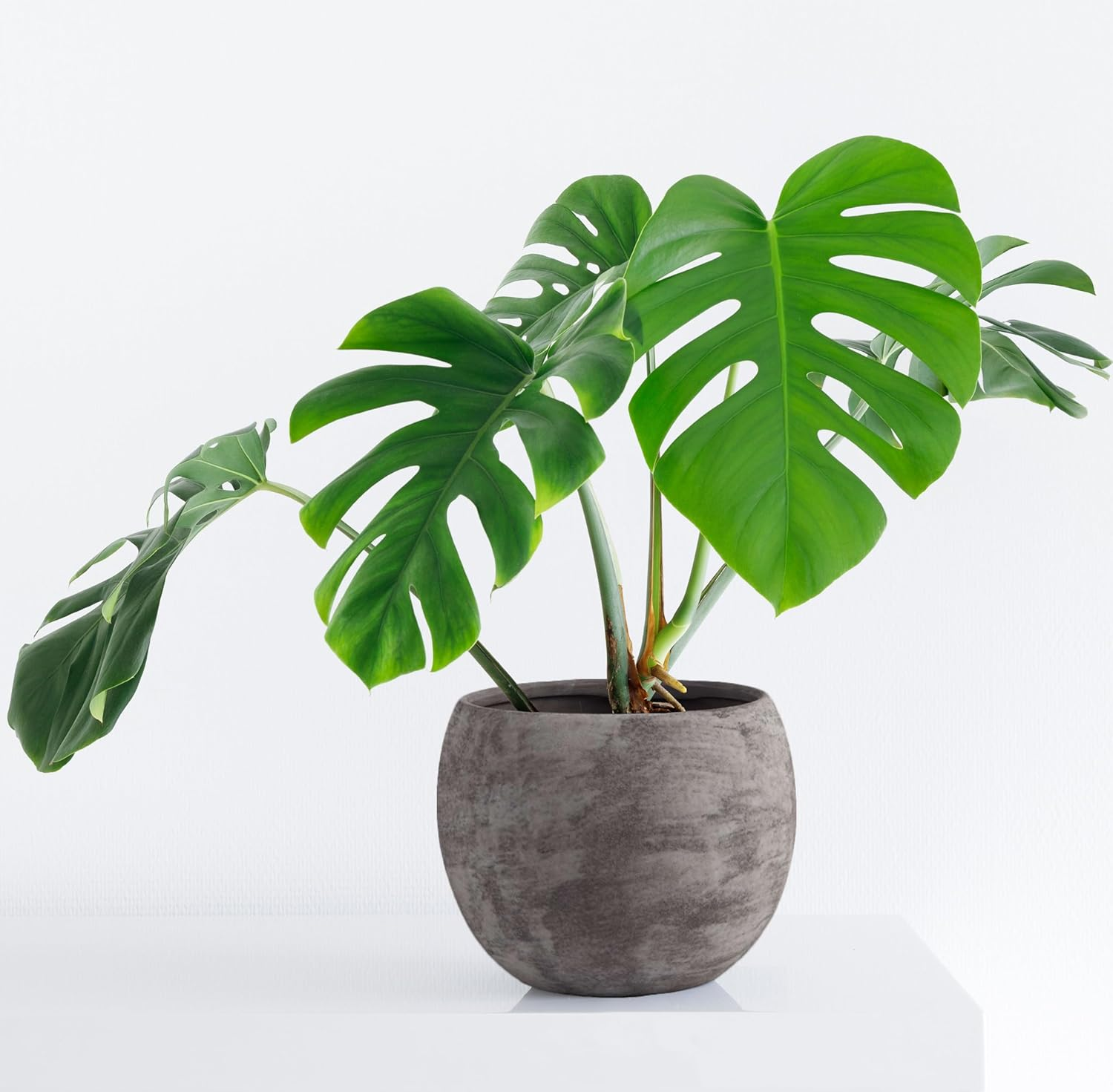 Olly & Rose Black Grey Ceramic Plant Pot Large 25Cm (8085D-5BKGY) image number 4