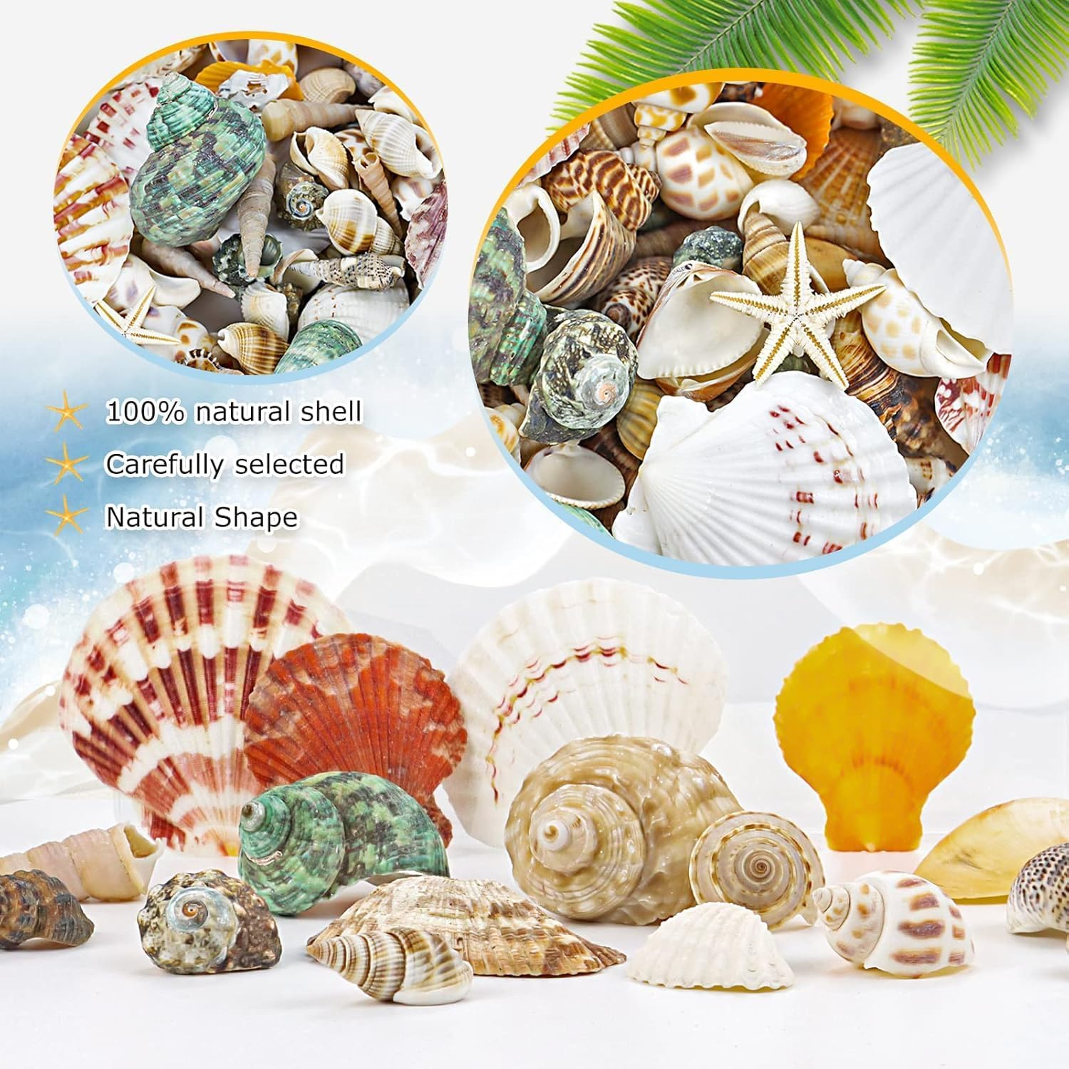 Mumoo Bear 200G Sea Shells Bulk Mixed Ocean Beach Seashells for Kids, Various Sizes Natural Sea Shell for Crafts, Home Decorations, Beach Theme Party, Wedding Decor, DIY Crafts, Crafting Shells image number 5
