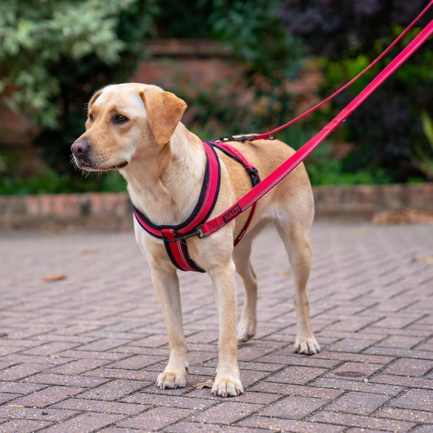 Halti HALTI Comfy Harness, X-Small, Red, 0.13 Kg image number 6