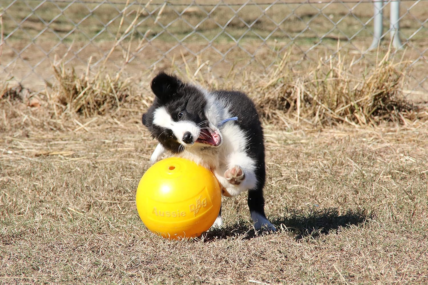 Aussie Dog Tucker Ball Large Yellow | Interactive Treat Dispensing Toy for Large Dogs | Durable, Safe & Engaging Slow Feeder Ball image number 2