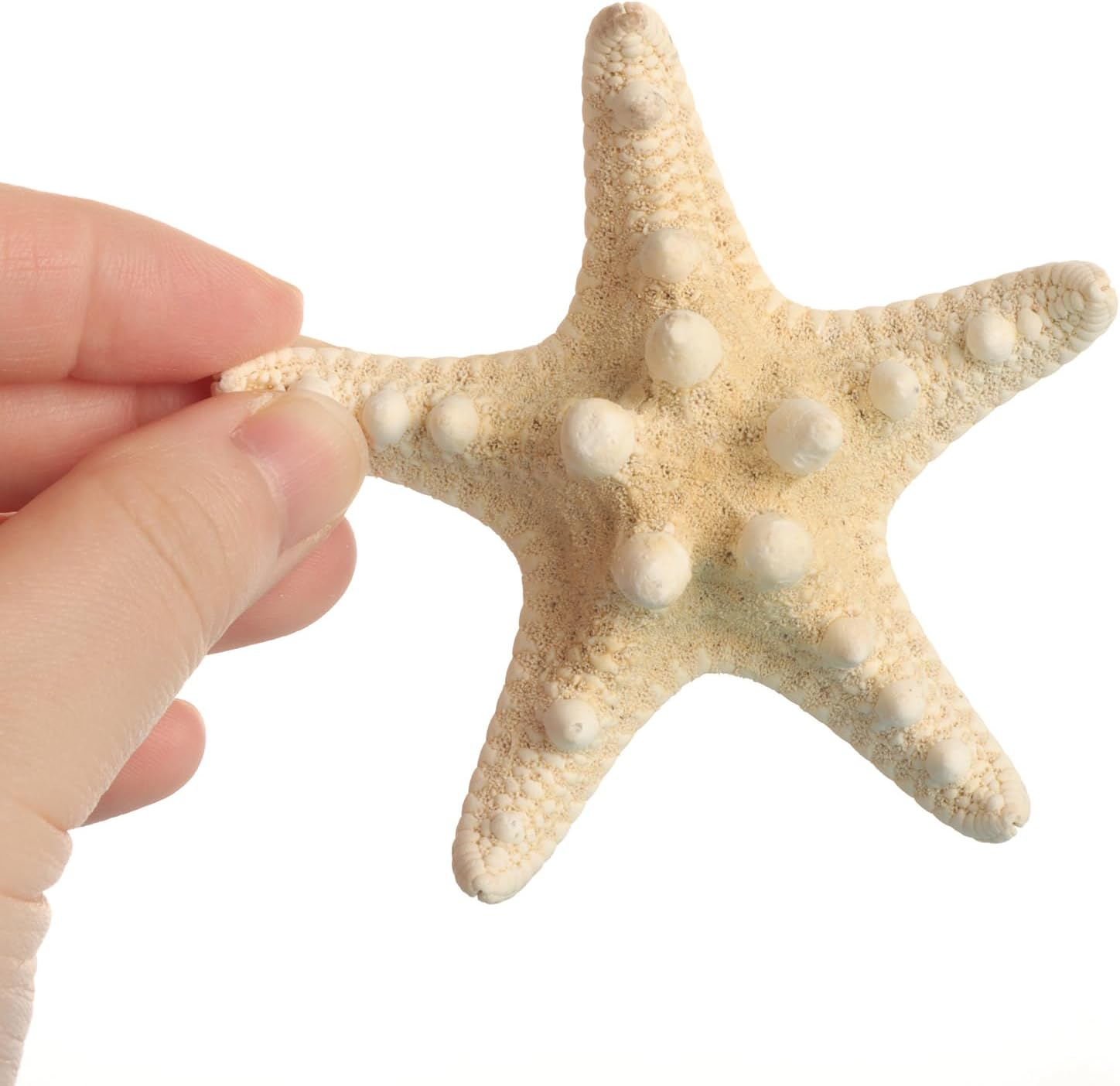 12PCS Starfish Scallop Shells for Crafts 3.5"-4.7" Large Mixed Star Seashells Bulk Fish Shells Decorations for Making Fish Tank Home DIY Decorations Wedding Decor Crafting Craft image number 5