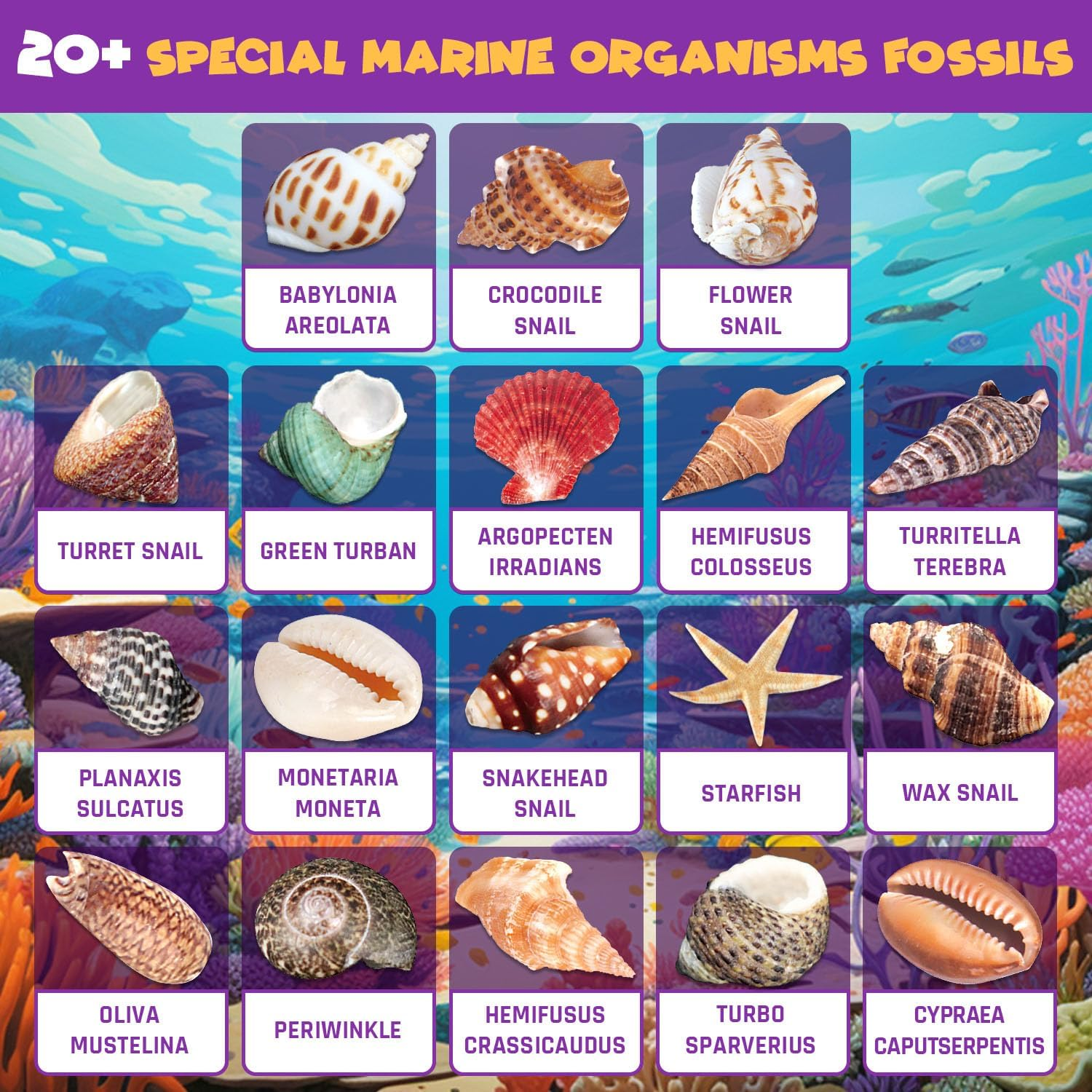 PIBEX Ocean Fossil Dig Kit, Dig up 20+ Real Shells & Seasnails, STEM Educational Activity Set Sea Creatures Excavation Toy for Kids, Marine Biology Geology Science Kit, Toy for Boys and Girls Age 6+ image number 6