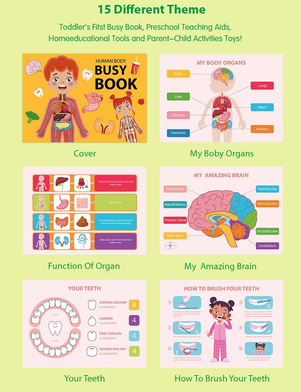 AGOGOLIFE Human Body Busy Book for Kids &ndash; 15 Interactive Learning Activities with Organs, Brain, Teeth & Skeleton &ndash; Montessori Anatomy Educational Toy for Ages 3-6 image number 4