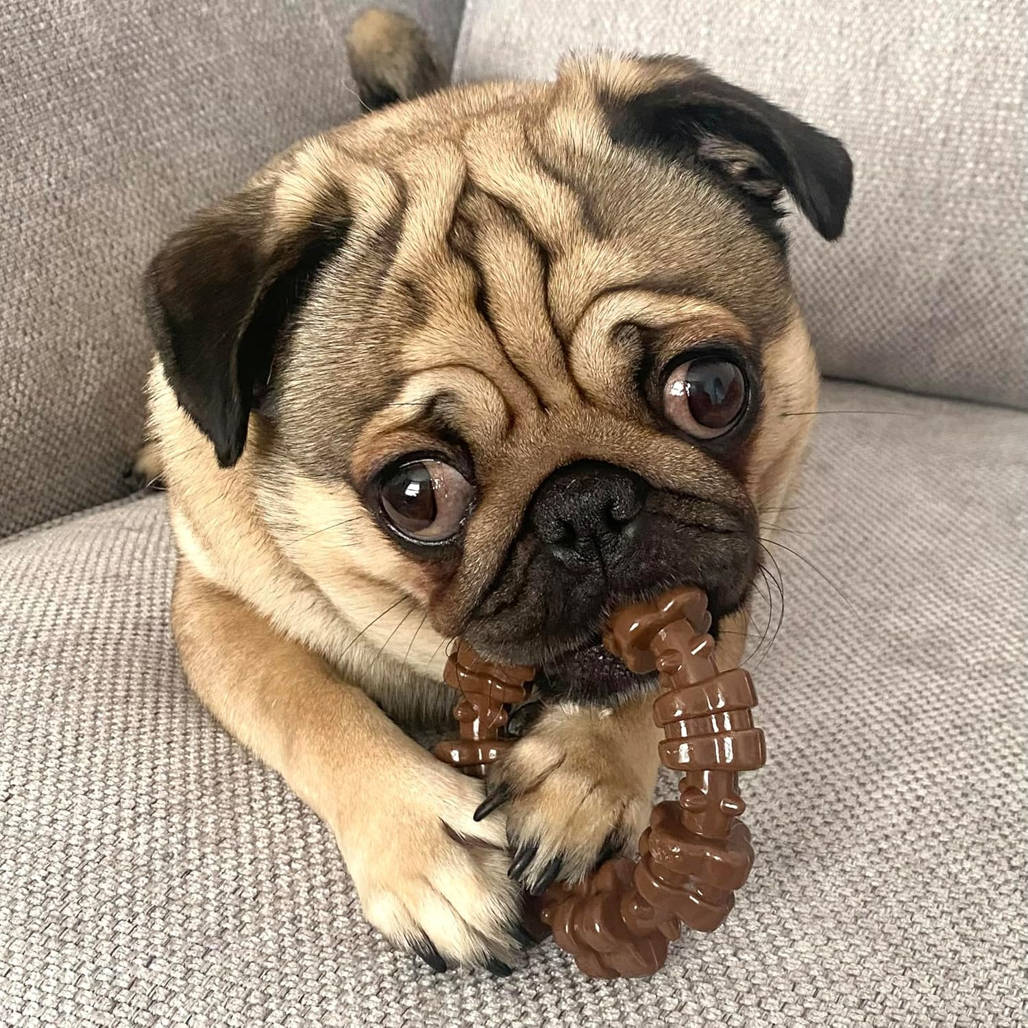 Nylabone Power Chew Toys Customer Favorites Bundle - Dog Toys for Aggressive Chewers, Indestructible Dog Toys for Small Dogs in 3 Shapes and Flavors - Flavor Medley, Small/Regular (3 Count) image number 3