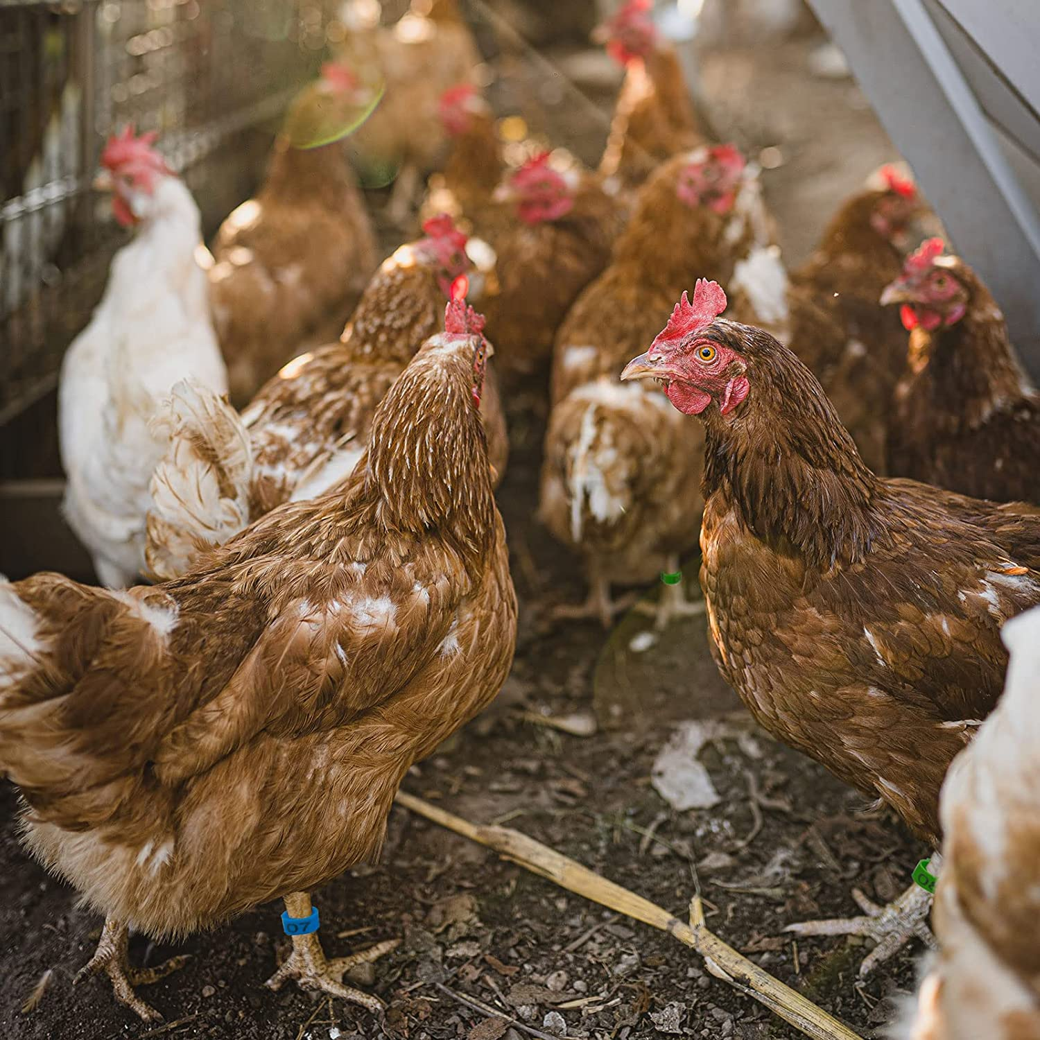 60PCS Numbered Chicken Leg Rings, 16 Mm, 20 Mm 6 Color 2 Sizes Clip-On Plastic round Identificaiton Tags Foot Loop Band, for Ducks, Seafige, Goose Wild Poultry, Turkeys image number 1