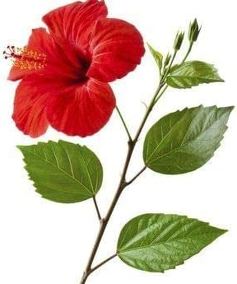 Hibiscus Leaf Powder 100G | Sembaruthi Leaf Powder | Hibiscus Rosa Sinensis Leaf image number 1