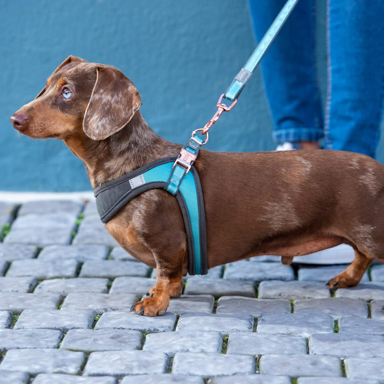 Rogz Classic Urban Adjustable Quick Fit Boomerang Dog Harness Turquoise Medium image number 6