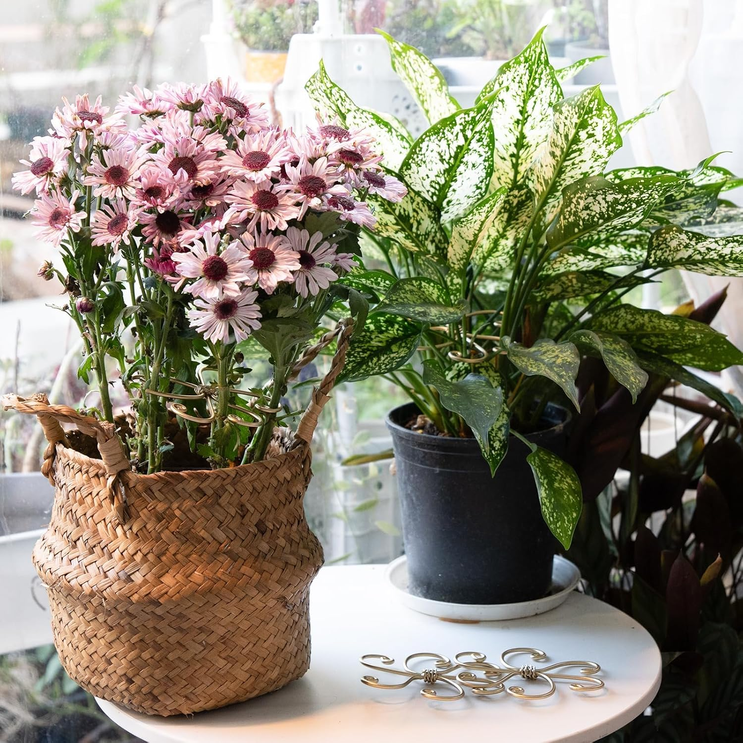 2-Pack Monstera Plant Support System - Durable Hook Stem Supports for Healthy Growth, Stabilizer for Leaves and Turtle Shells, Easy-To-Use Indoor Plant Care, Ideal Present for Plant Lovers image number 2