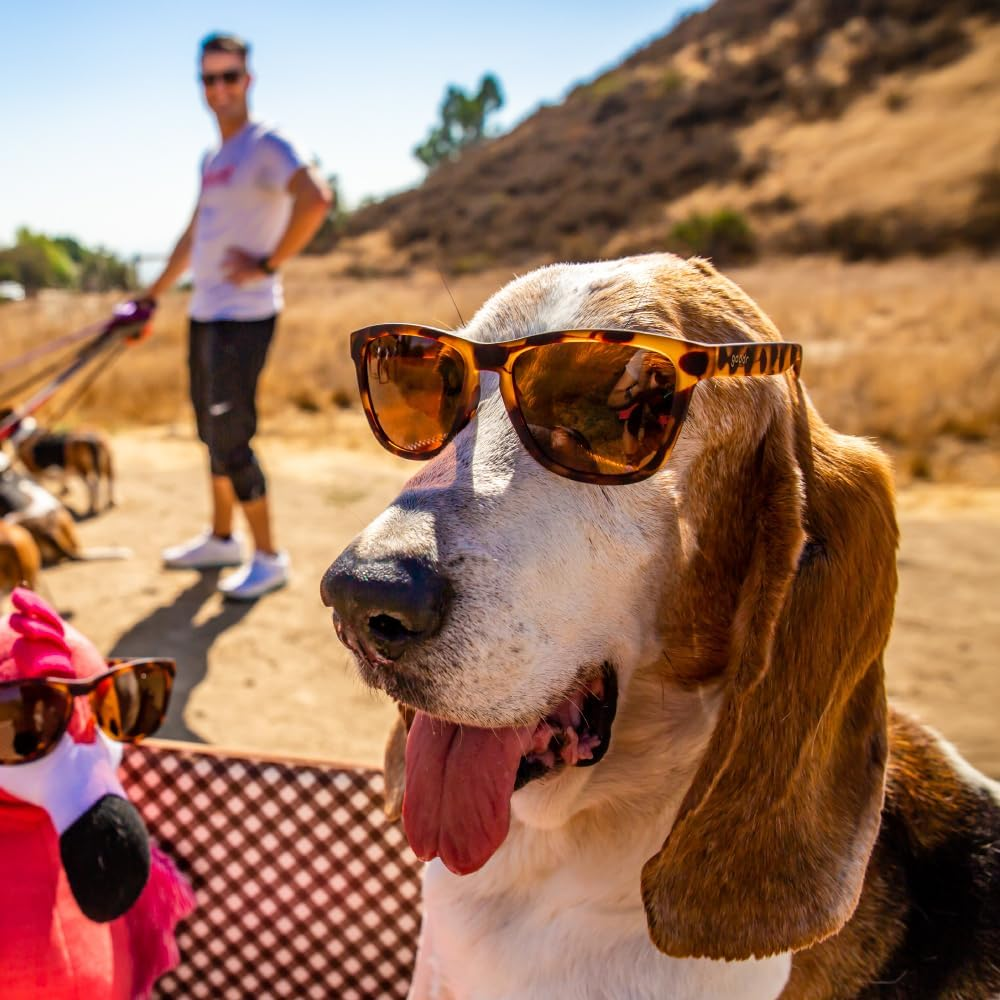 Goodr Bosley'S Basset Hound Dreams Polarized Sunglasses, Medium Sized (OG), Brown Translucent Frames with Brown Non-Reflective Glare Reducing Lenses, UV400 Protection, No Slip, No Bounce image number 2