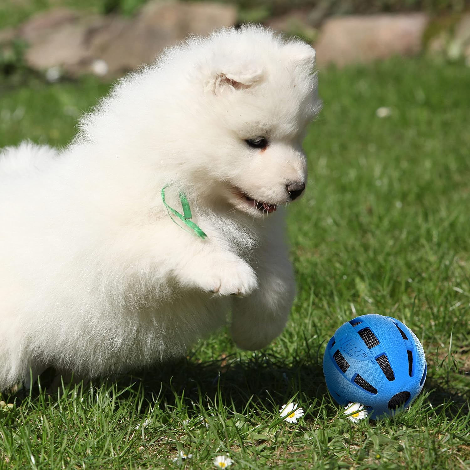 Nerf Dog Crunch and Squeak Rubber Ball Dog Toy, Medium/Large, Blue image number 5