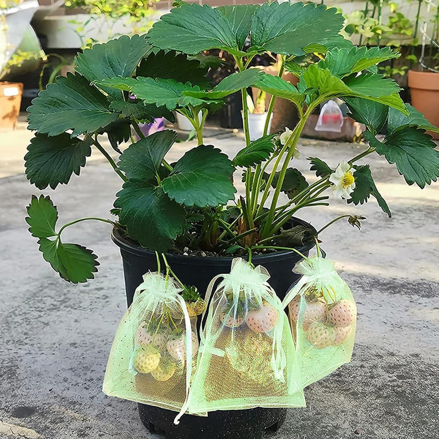 100Pcs Fruit Protection Bags 6X8 Inch,Netting Cover Bags with Drawstring,Organza Fruit Netting Bags,Garden Plant Fruit Protectors Pest Barrier Bag for Mangoes Tomatoes Fruit Trees Veggies (Green) image number 1