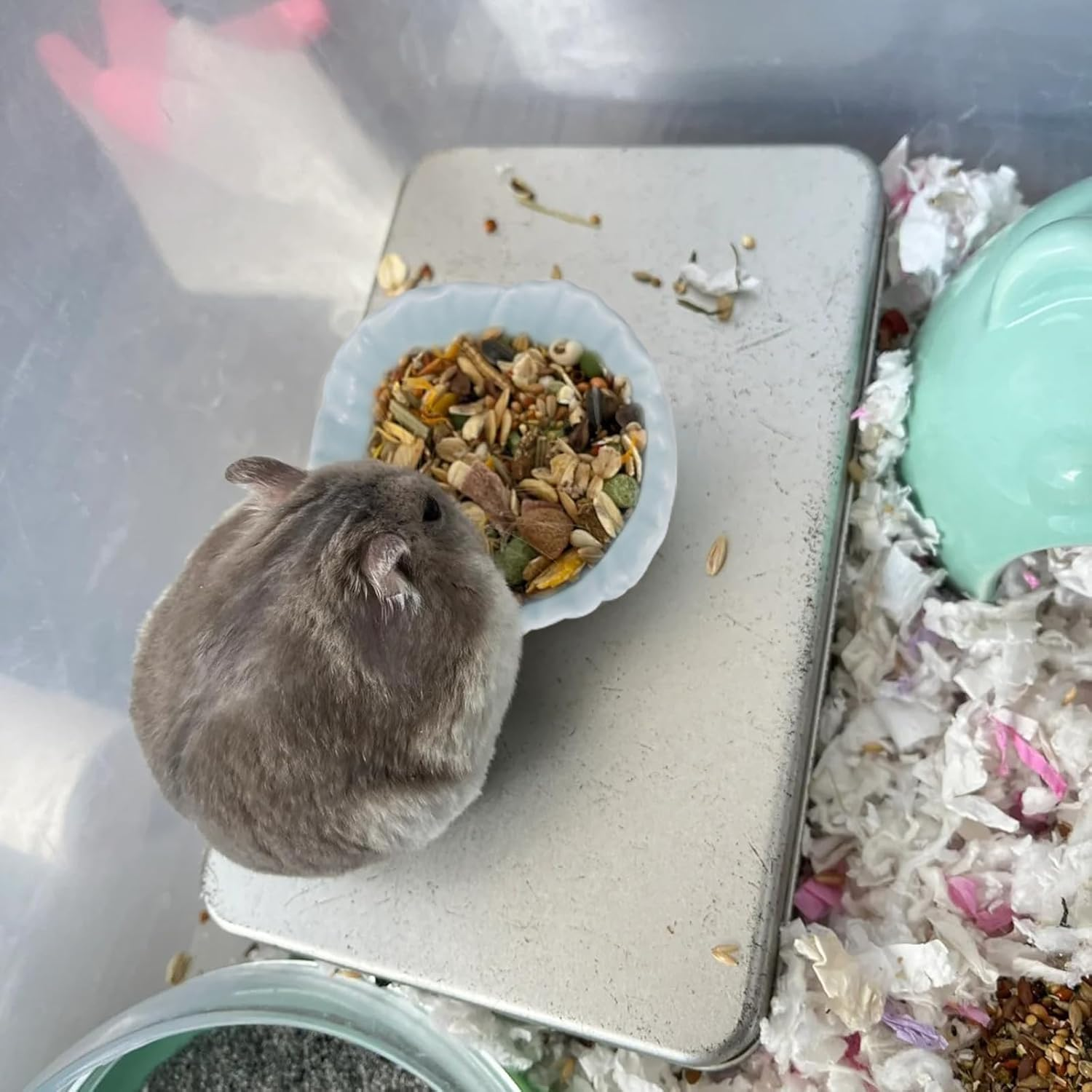 Luckyopt Small Ceramic Hamster Bowl, Easy to Clean Anti-Flipping Hamster Food and Water Bowl, Feeding Bowl, Small Animal Bowls for Dwarf Hamsters Parrots (Blue) image number 5