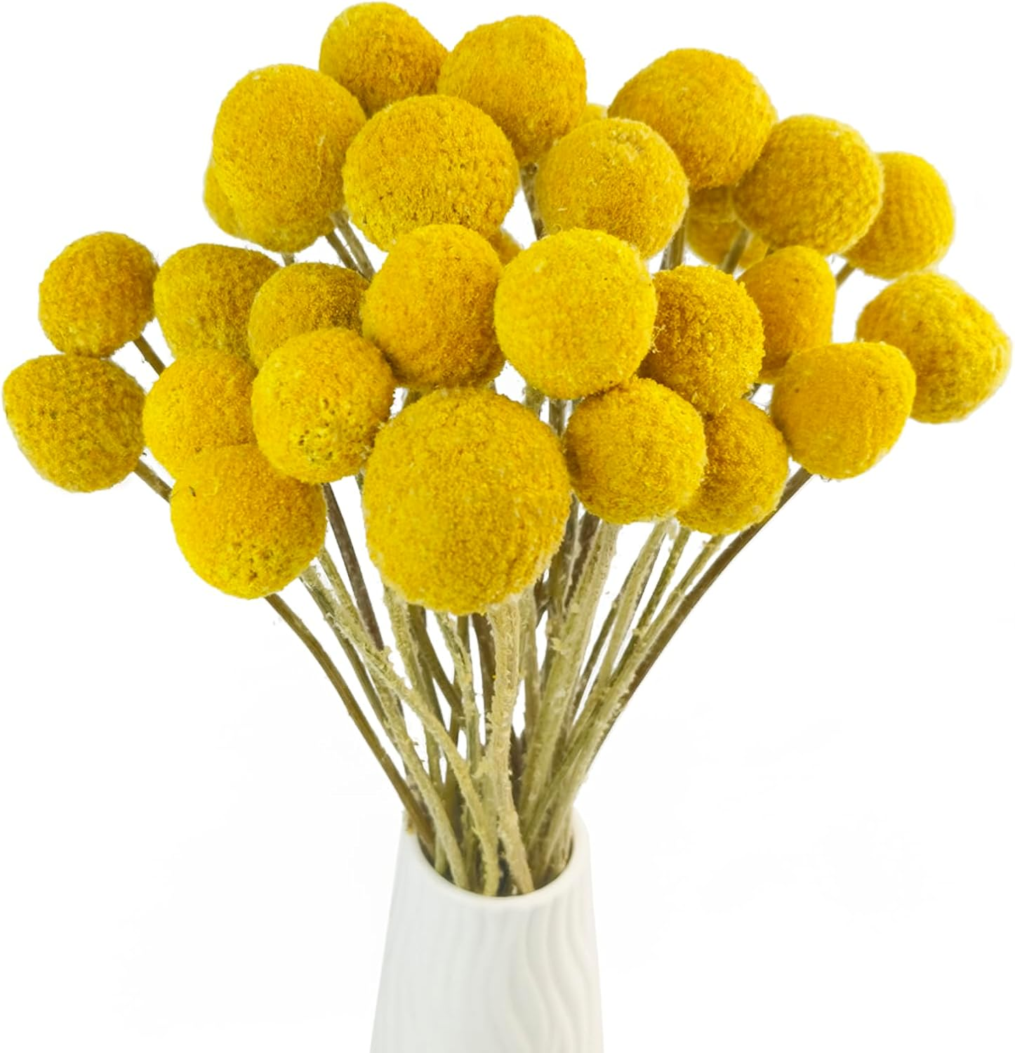 Tooget Natural Craspedia Dried Flowers Yellow Billy Buttons Balls Bouquet Bundles, Real Freshly Harvested Dry Plant Bunch Arrangements Decorate for Home Crafts, Party, Wedding, Store image number 3
