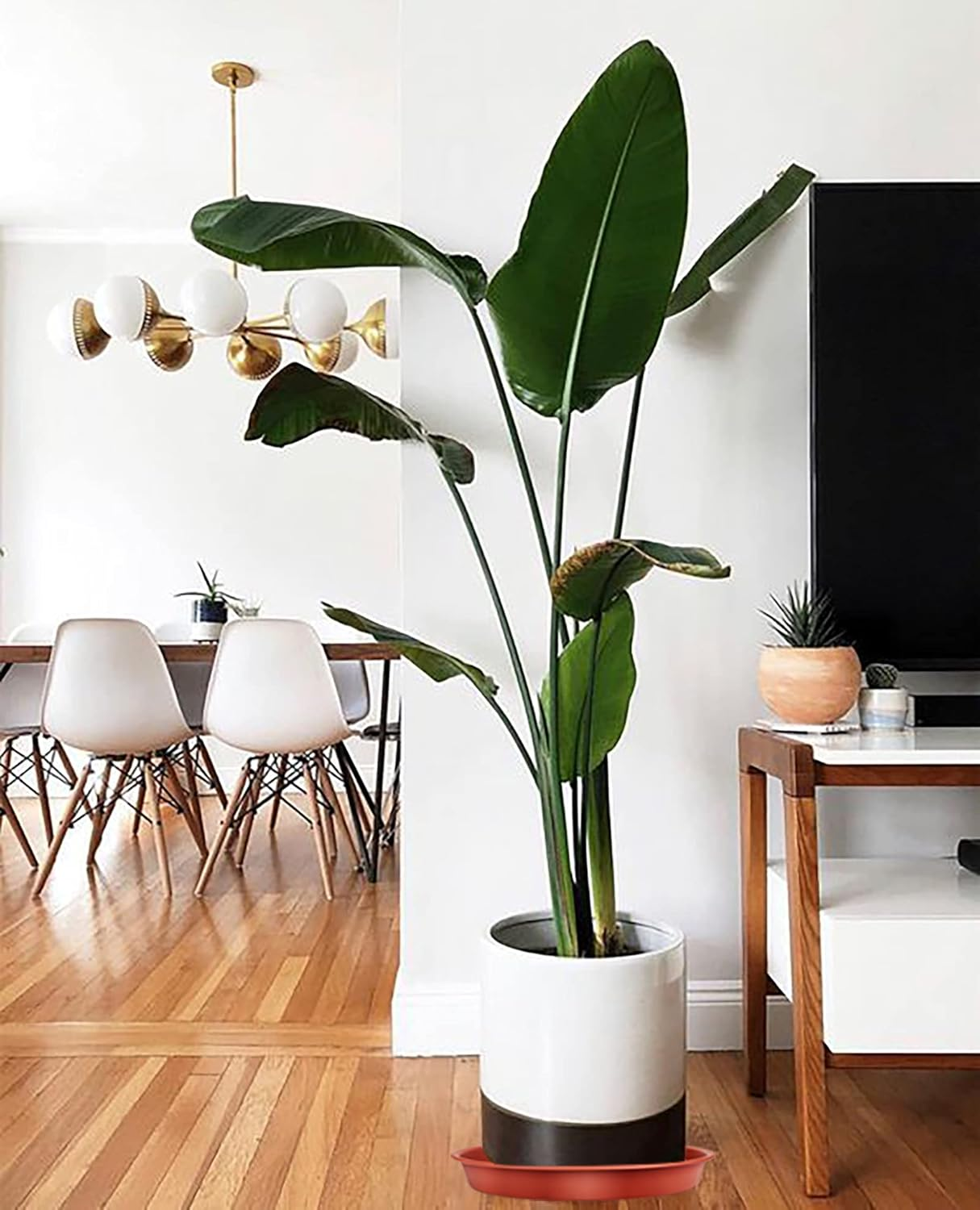 Tstarjungle 6 Pack Plant Saucers, Flower Pot Drip Trays for Indoor/Outdoor Plants Garden Saucers Plant Pot Saucer Trays, Surface Protection for Household Plants - 16Cm image number 3