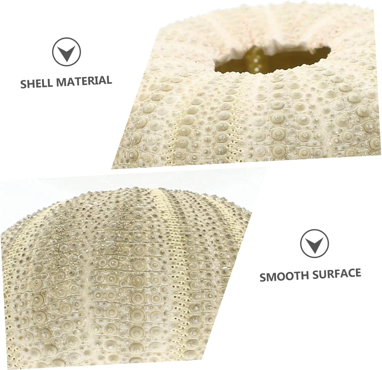 PRETYZOOM 6Pcs Sea Urchin Decor Air Plant Pot Shell Conch Tabletop Flowerpots for Indoor Plant Pot Gardening Supplies image number 3