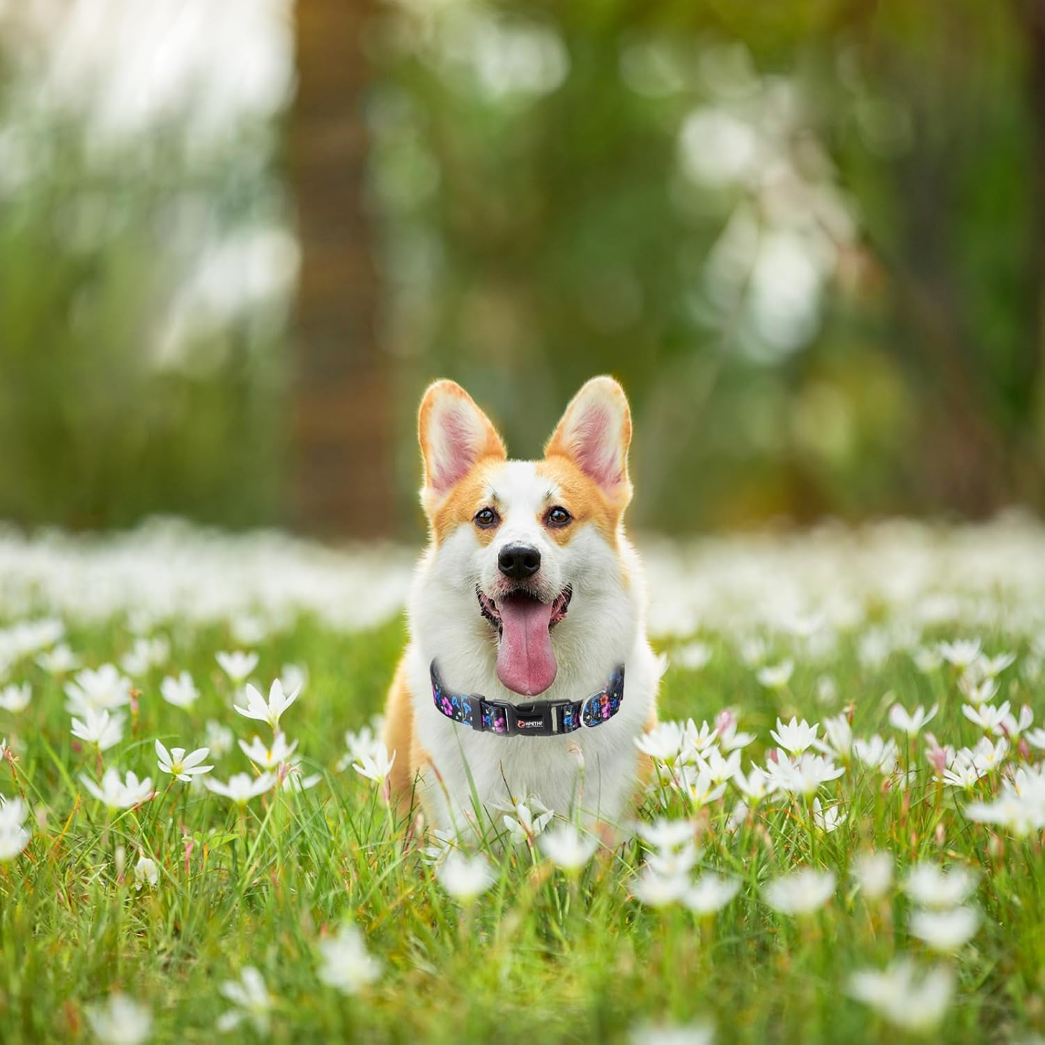 Dog Collar, Pet Collars, Super Soft Nylon Puppy Collar, Adjustable Scatter Collars for Puppies, Adjustable Nylon Collar (A) image number 1