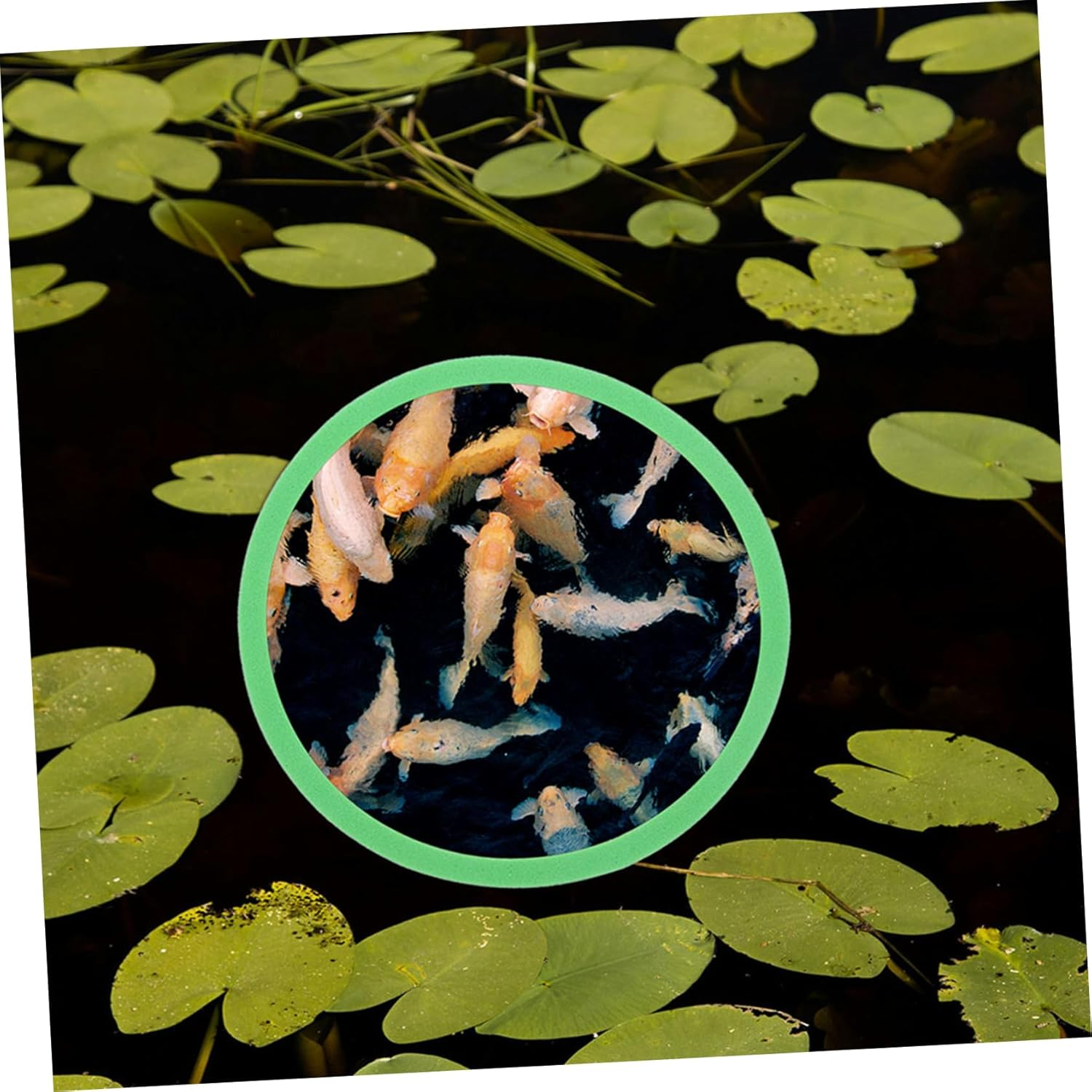 ROMISBABA 20Pcs Aquarium Floating Plant Rings with Square and round Shapes Fish Feeding Barrier for Betta and Aquatic Pets Enhances Photosynthesis and Water Quality Easy to Install Fish Tank