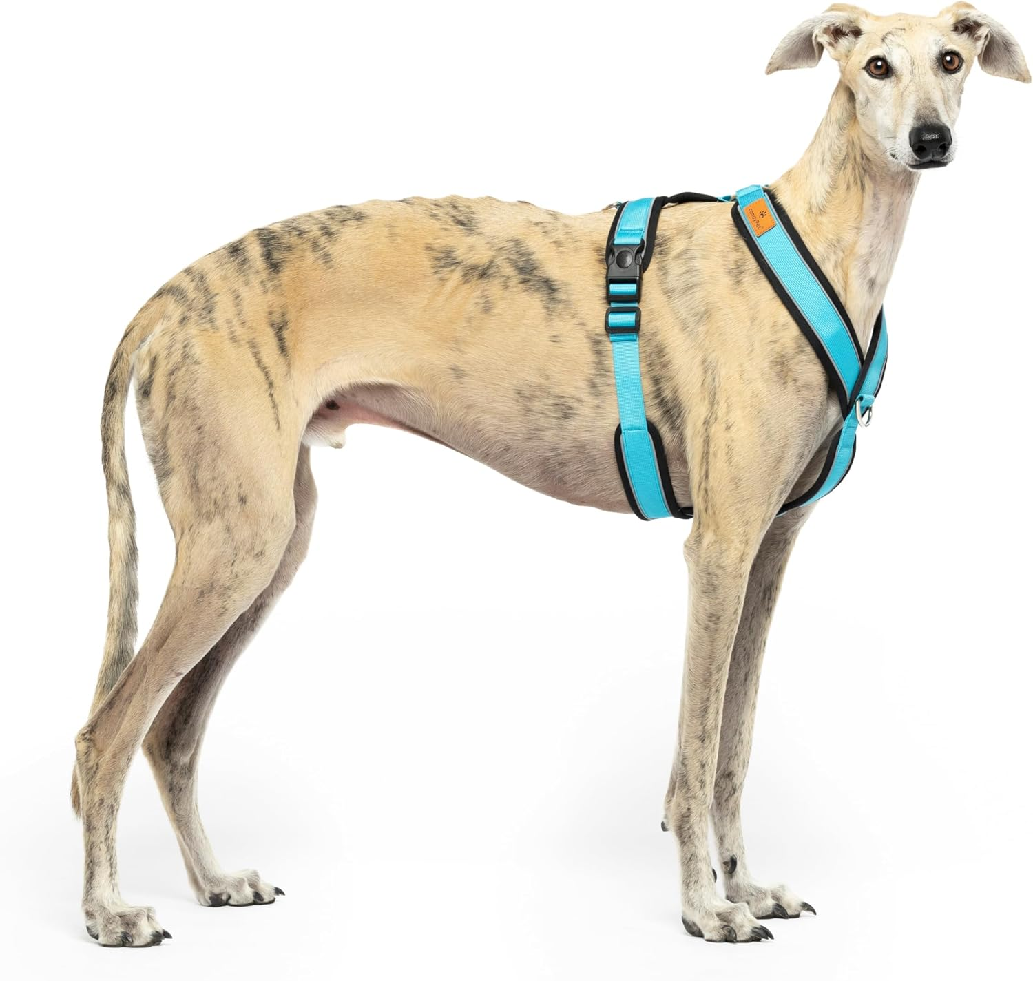 Reflective Y Shaped Dog Harness Ideal for Lebreles: Italian Greyhound Whippet Greyhound Podenco - Safe, Breathable and Durable, Perfect for Hiking, Training and Running image number 4