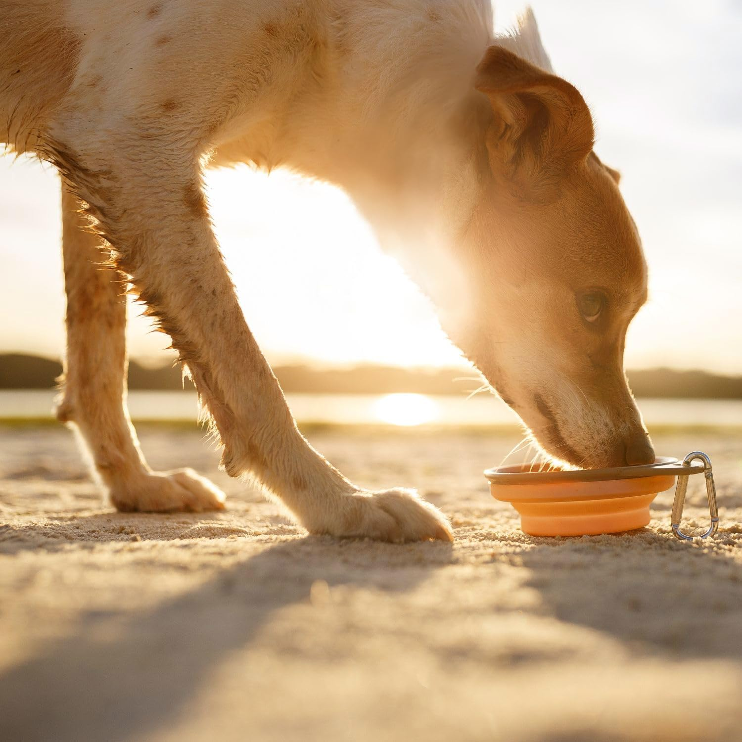 Dingo Dog Travel Bowl Made of Silicone with a Metal Carabiner, Black Edge Additionally Stiffened, Foldable and Lightweight Dog Feeder, Capacity 1000 Ml, Orange (14468) image number 2