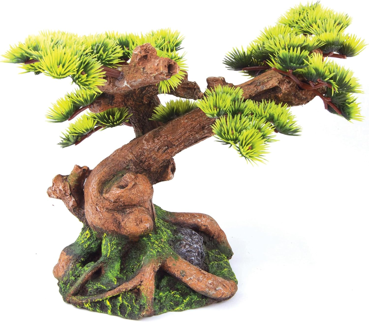 Kazoo Bonsai Plant, Medium