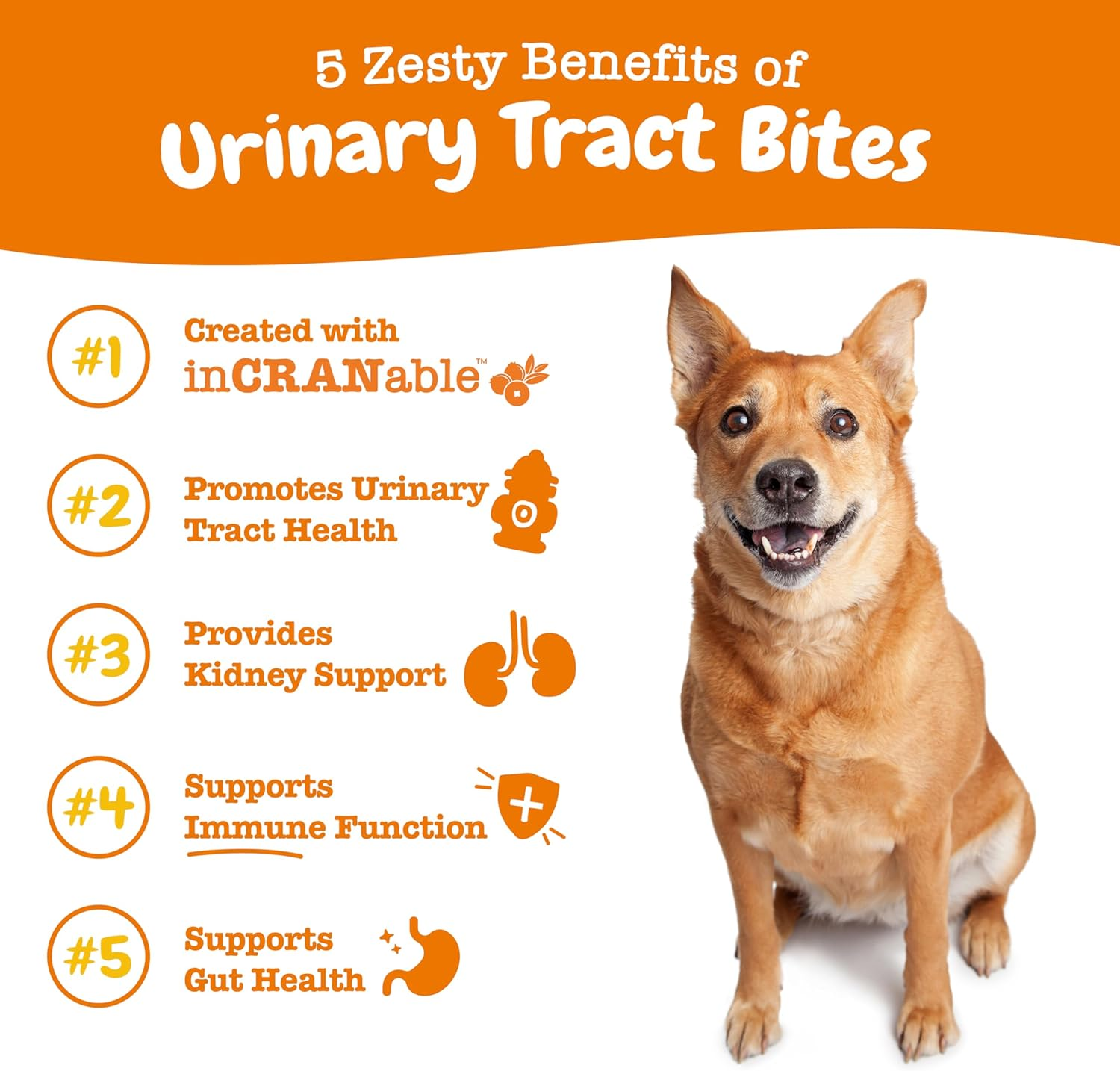 Zesty Paws Cranberry for Dogs - Ut Incontinence Support + Immune Health Dog Antioxidant - Urinary Tract UTI & Kidney + Bladder Support - D-Mannose + Organic Marshmallow & Licorice - 90 Chew Treats image number 2