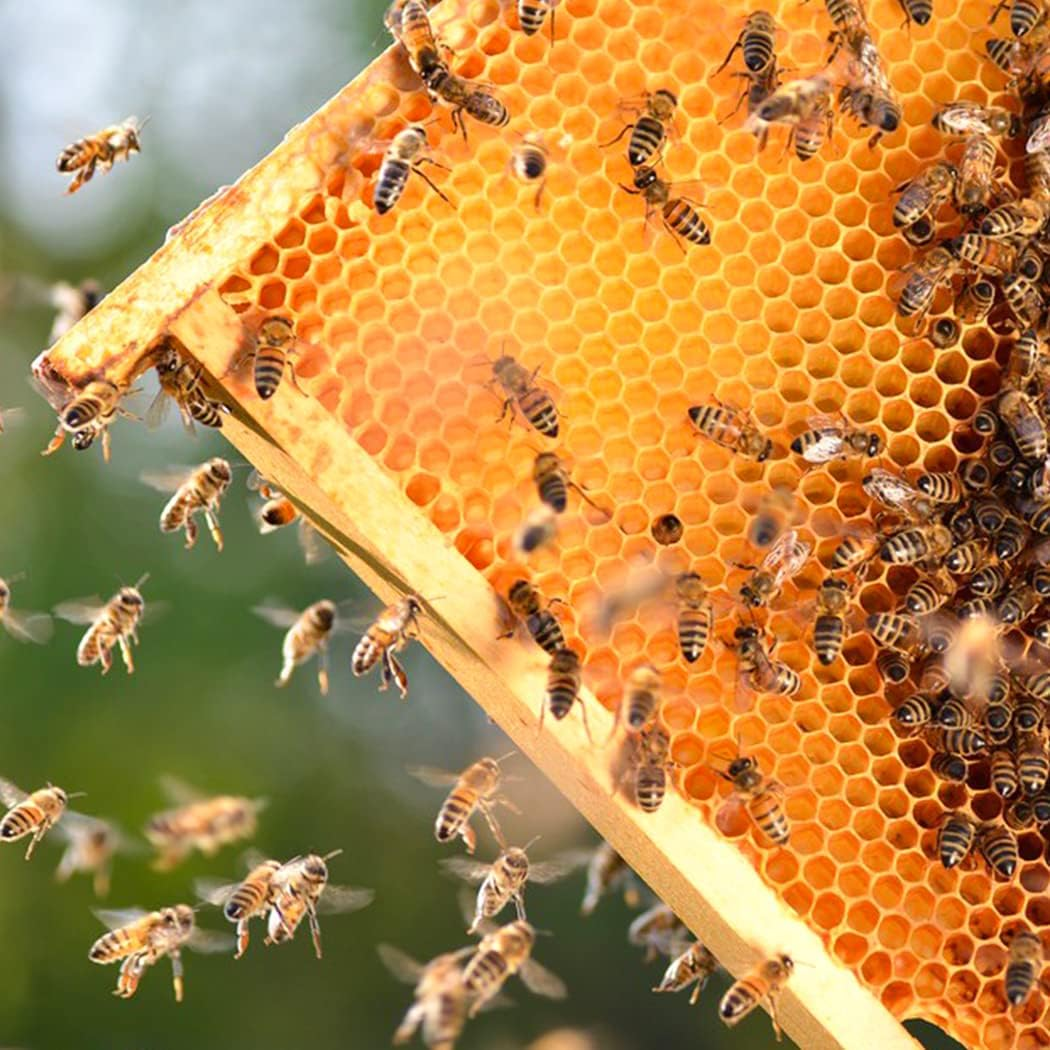 Deep Brood Beehive Frames with Wax Foundation,10 Pack Honey Bee Frames with 100% Beeswax Coated Food Grade Foundation Sheets, 9-1/8-Inch(Yellow) image number 2