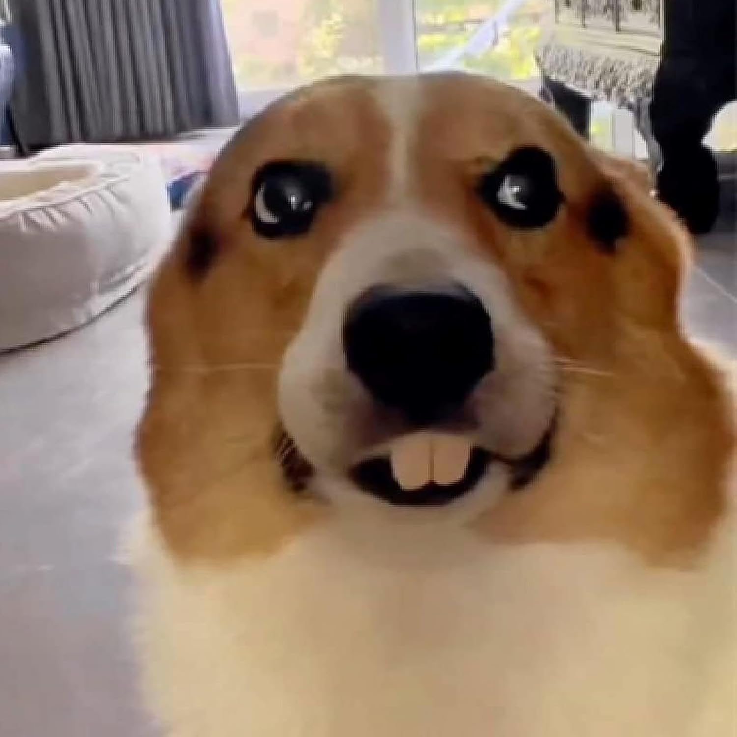 DPWOUM 1Pc White Fake Teeth Fake Teeth for Dogs,Dog Toys,Funny Dog Teeth Braces, Dog Christmas Costume Suitable Dog Chew Toys Pet Supplies image number 5