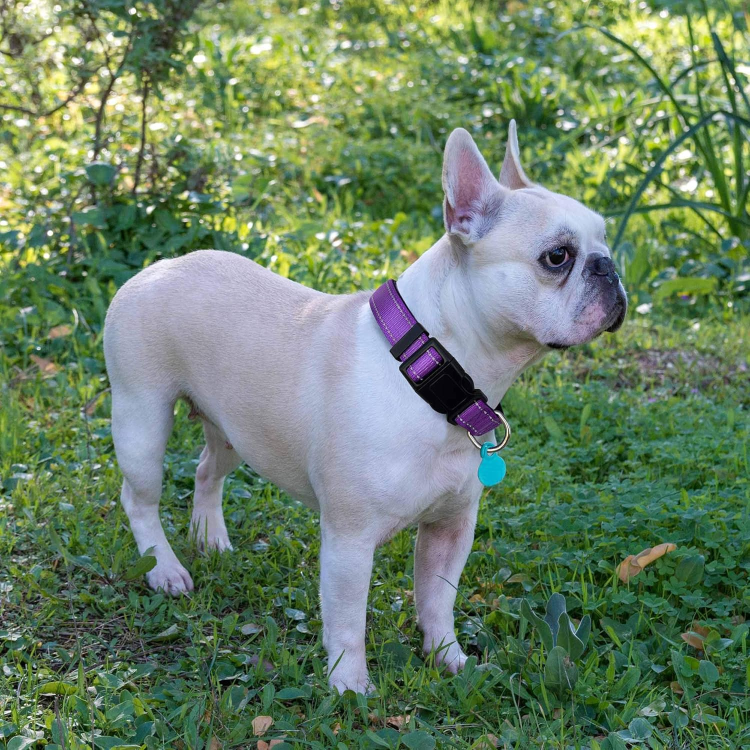 Reflective Dog Collar Padded with Soft Neoprene Breathable Adjustable Nylon Dog Collars for Small Medium Large Dogs (X-Small (Pack of 1), Purple Collar+Leash) image number 4