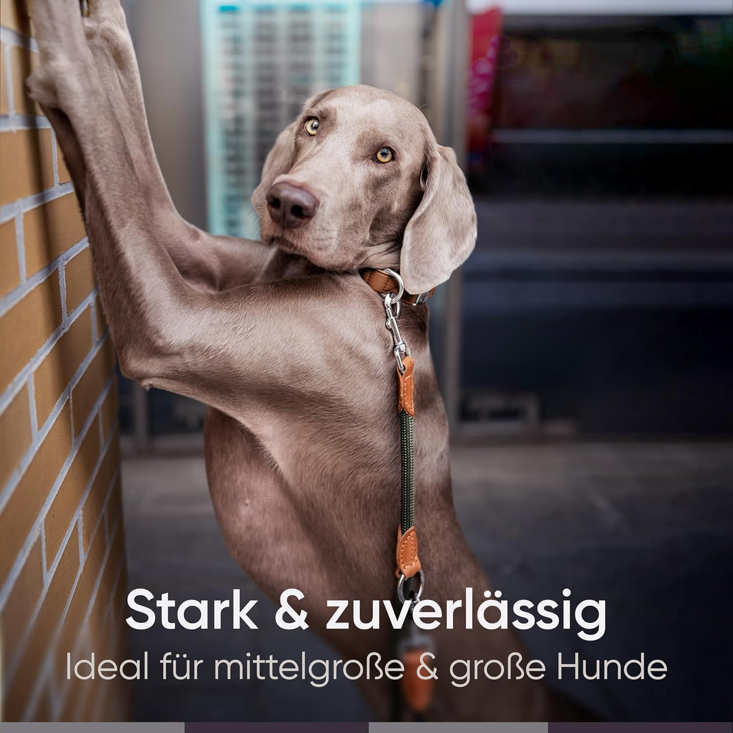 FREUDENTIER Dog Lead 2 M, 3-Way Adjustable, Robust Nylon Rounded with Stylish Brown Leather Elements, for Medium and Large Dogs (Forest Green) - Green image number 5