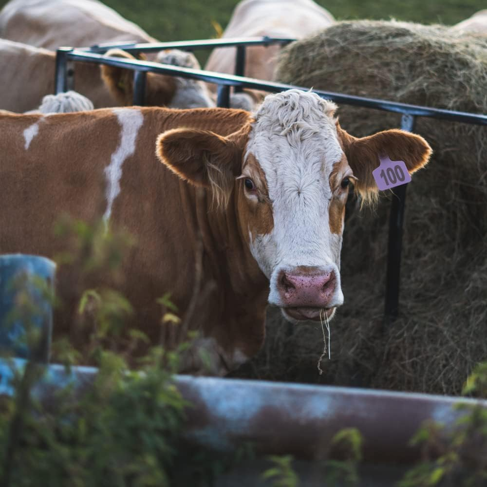Cattle Ear Tags Large Plastic Livestock Ear Tag Marker for Pig Goat Cattle Cow Animal Identification Ear Tags, Numbered 001-100 (Purple) image number 4