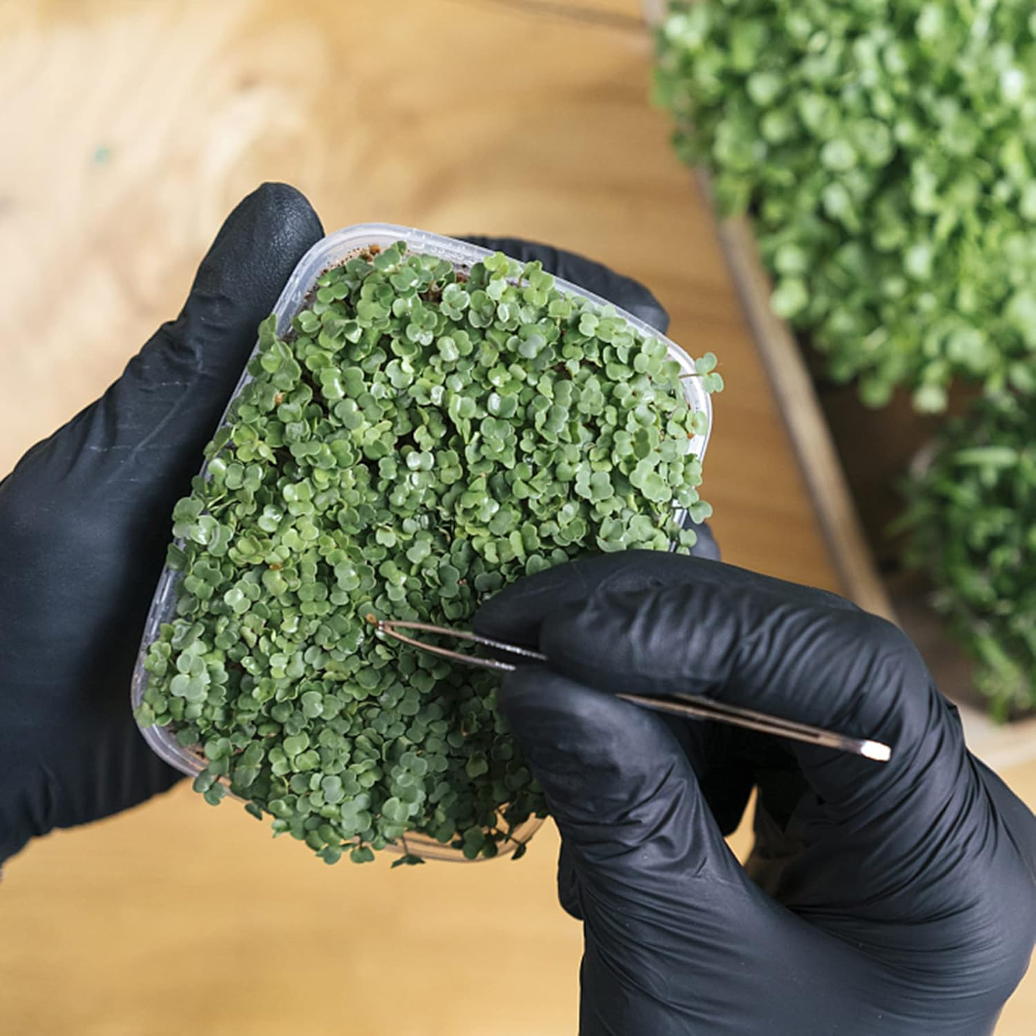 Guangyuan Sewing Machine Curved Tweezers Set 6 Inch/15.5Cm Serrated Bent Tips Professional Grade Stainless Steel Angled Tweezers Blunt Tweezers for Crafting/Pet,2Pcs