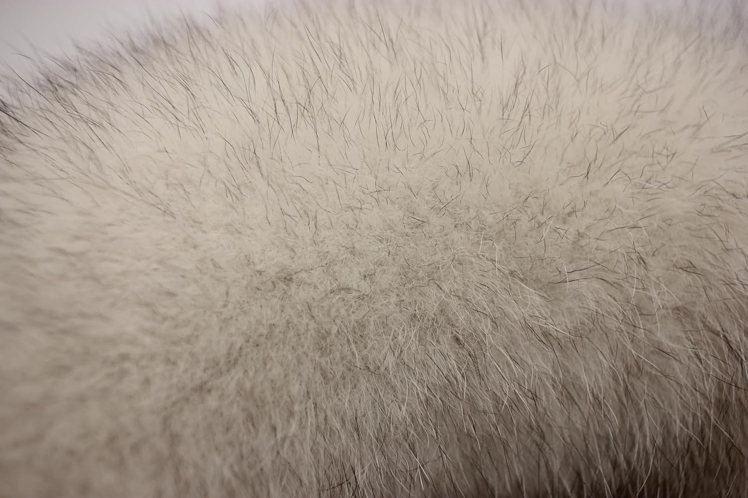 Huge Fluffy White Gray Fox Tail Fur Cosplay Toy Hook Handbag Accessery image number 1