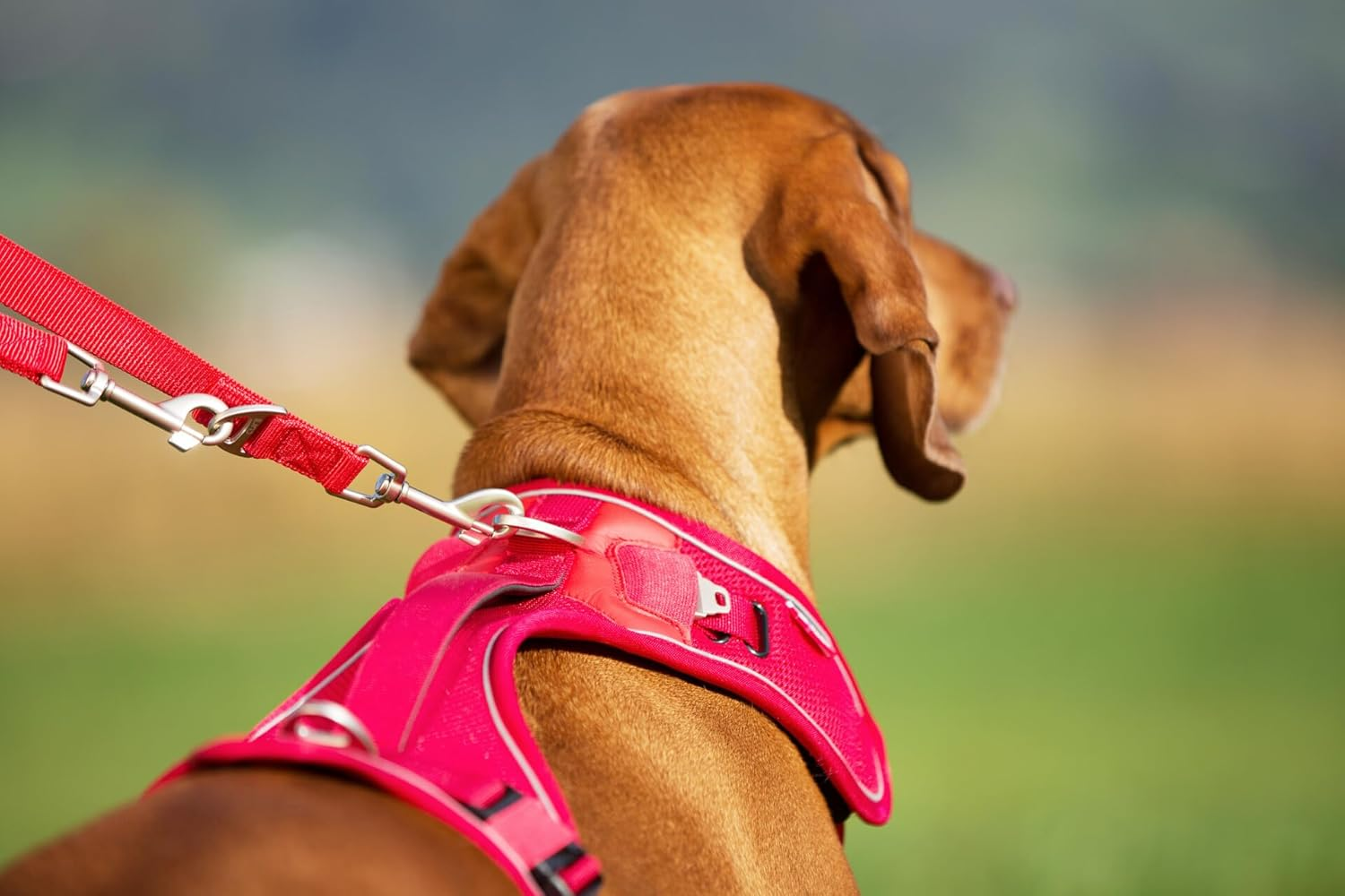 Curli Belka Harness Red