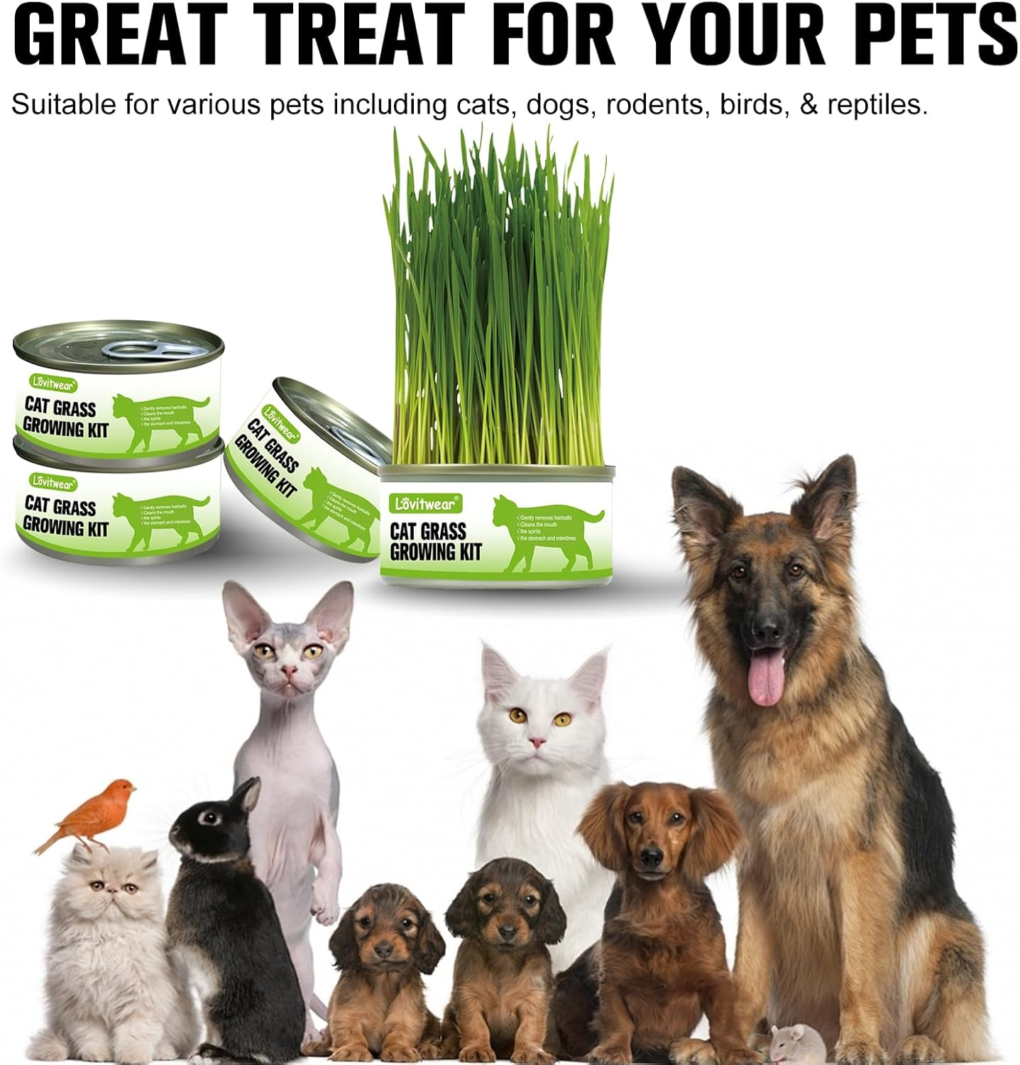 Premium Cat Grass Growing Kit - 4-Pack, Easy Planting for a Natural Treat for Cats and Other Pets image number 6