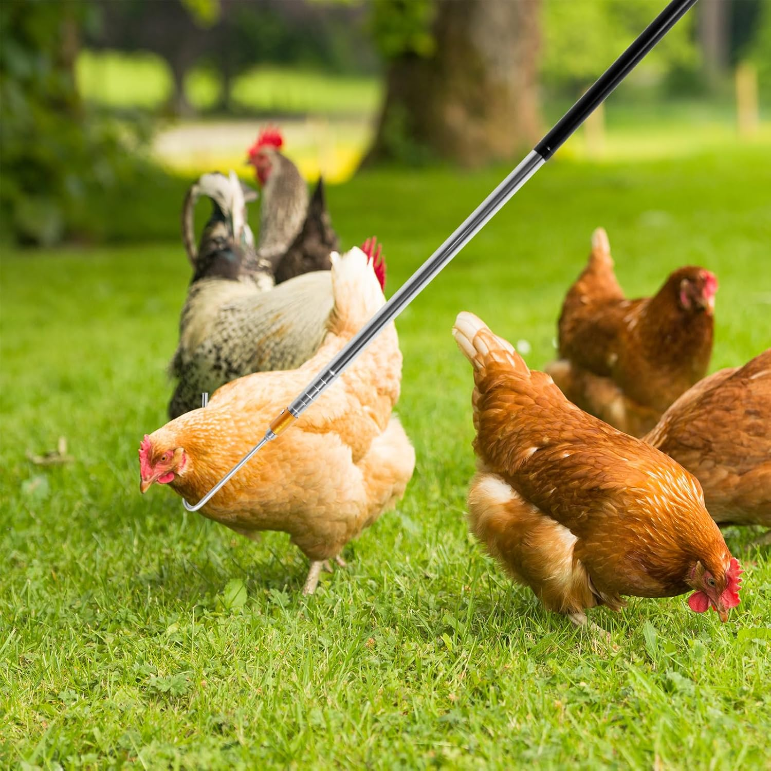 Telescopic Chicken Net Catcher 58.5 Inch Chicken Catching Net with Handle Stainless Steel Pole Poultry Catcher Leg Hook for Catching Poultry Chickens Turkeys Geese Ducks Fish image number 3