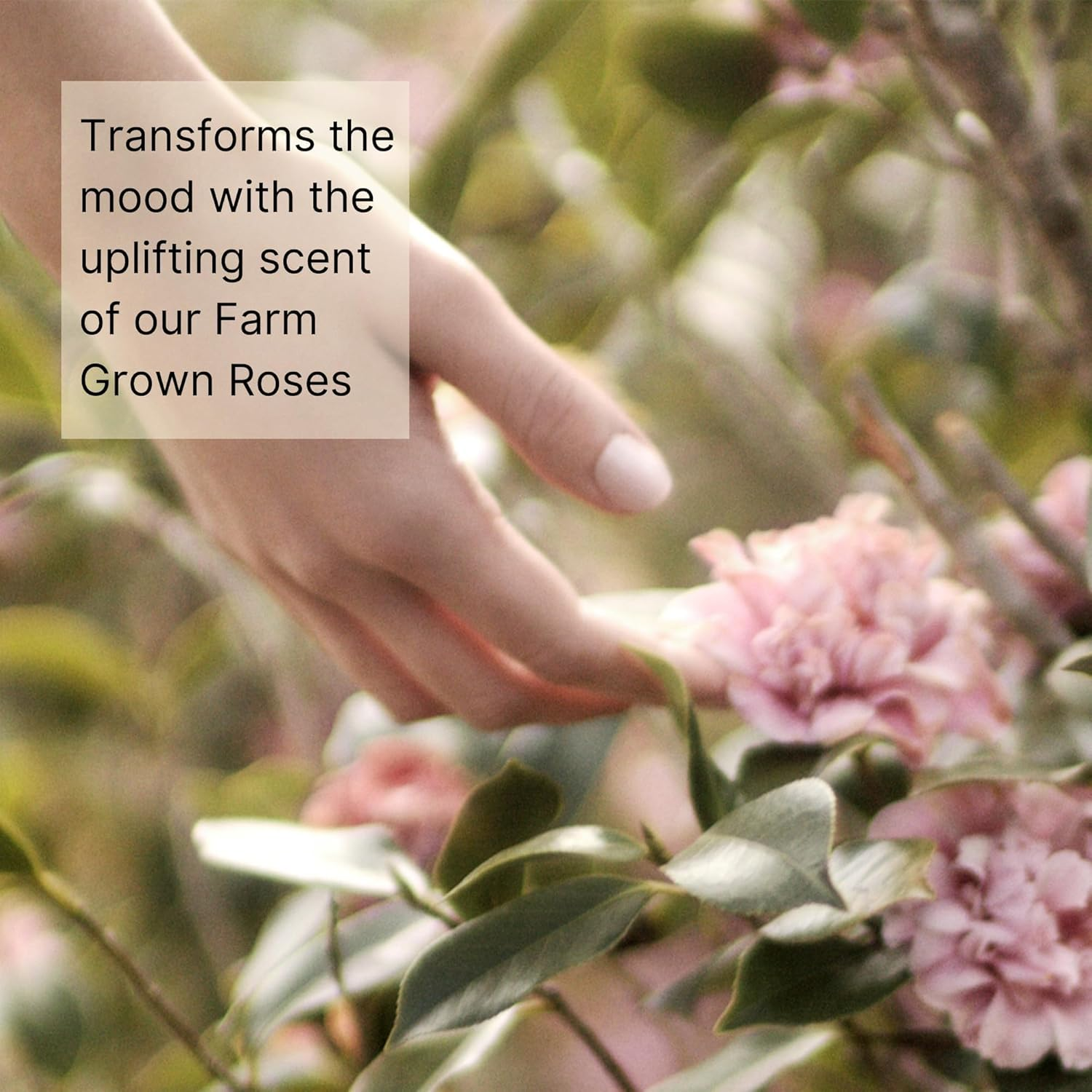 Rose Hand Wash image number 5