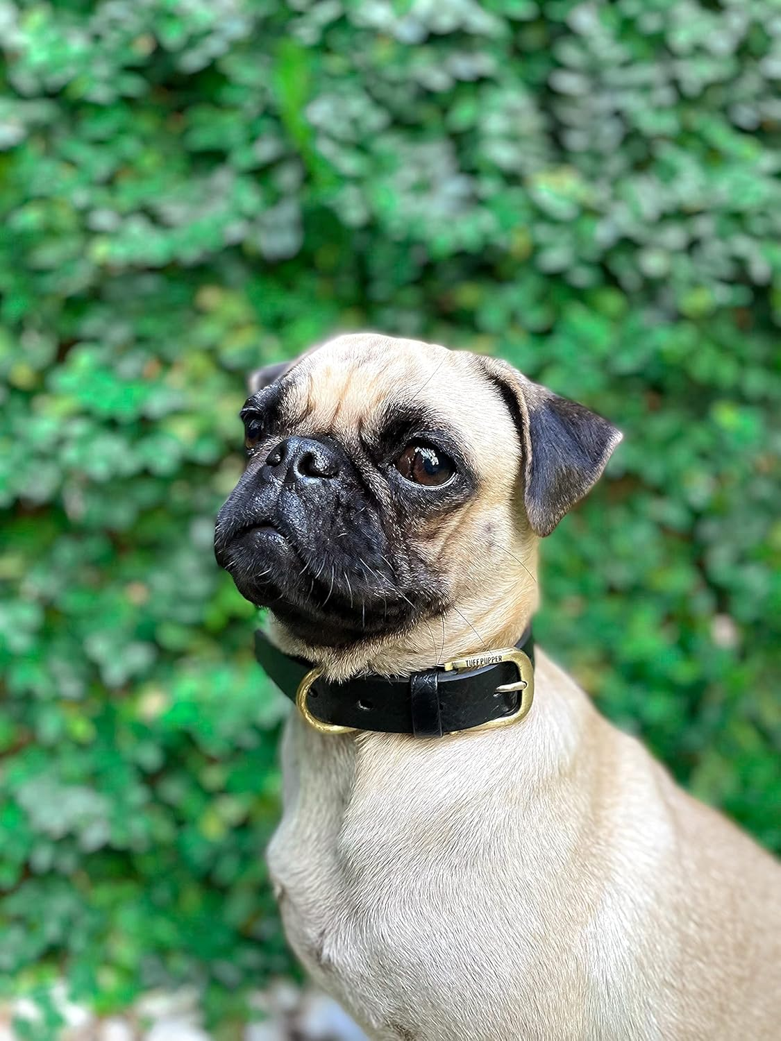 Tuff Pupper Lifetime Heavy Duty Classic Dog Collar | 10X Stronger than Leather | 100% No Absorption Waterproof | No Stink Odor Free | Rust-Proof Brass Hardware | Convenient Sizing for All Breeds image number 2