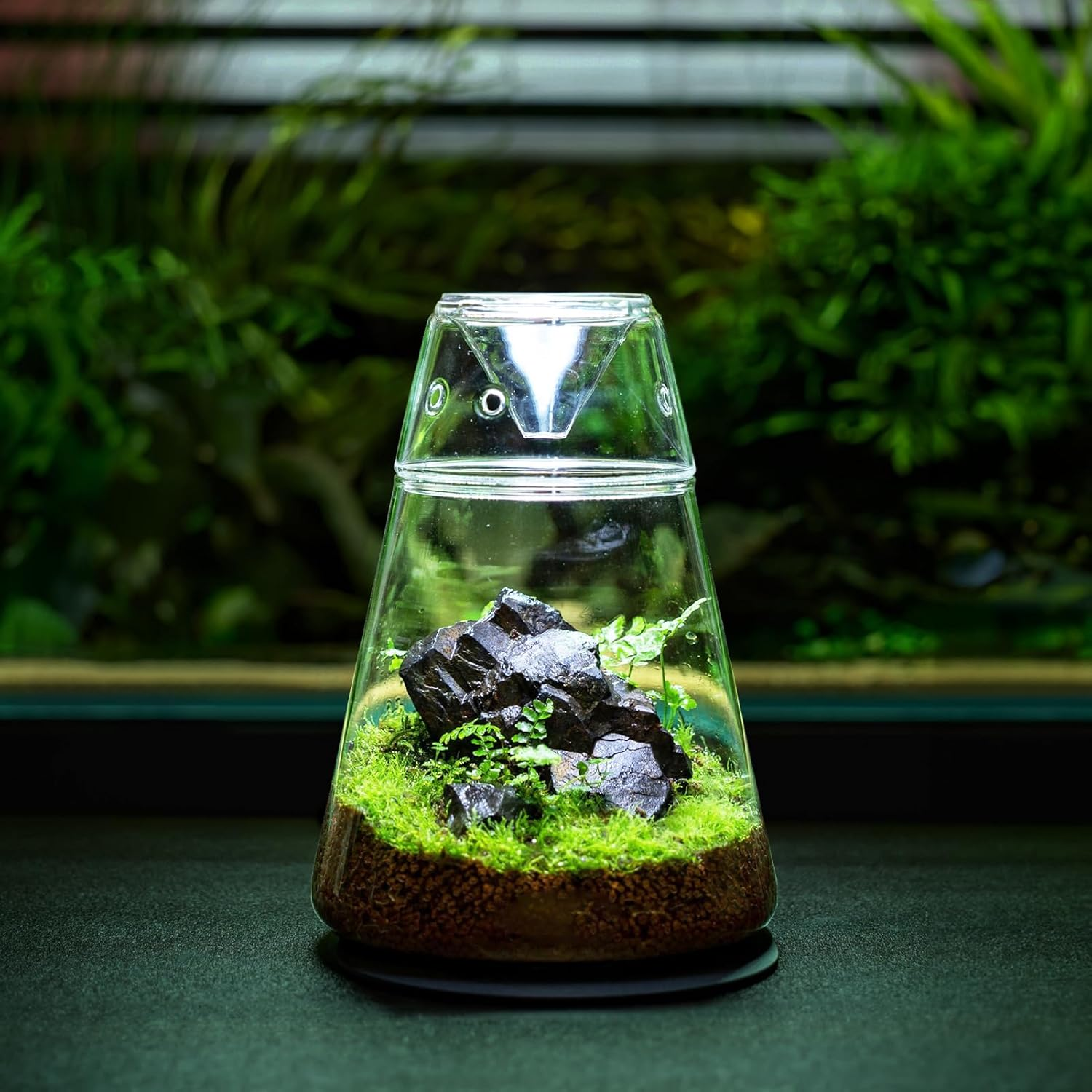 Glass Plant Terrarium with Lid 6.3"X7.9" Inches Succulent Air Planter Fern Moss Micro-Landscape Vase for Home Office Tabletop Decoration Container Indoor Wardian Copyright Patent image number 1