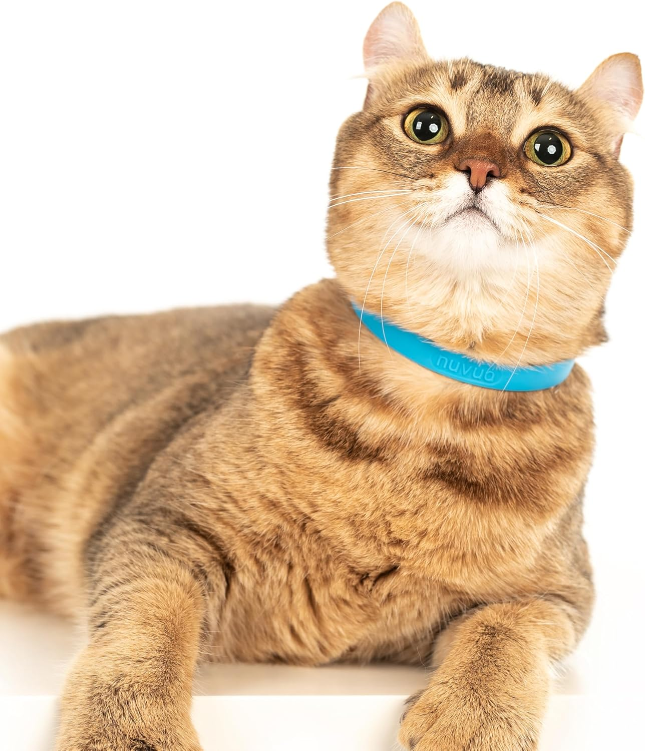Nuvuq Comfortable, Soft and Light Cat Collar with Breakaway Snap Button (Blueberry Blue) image number 5