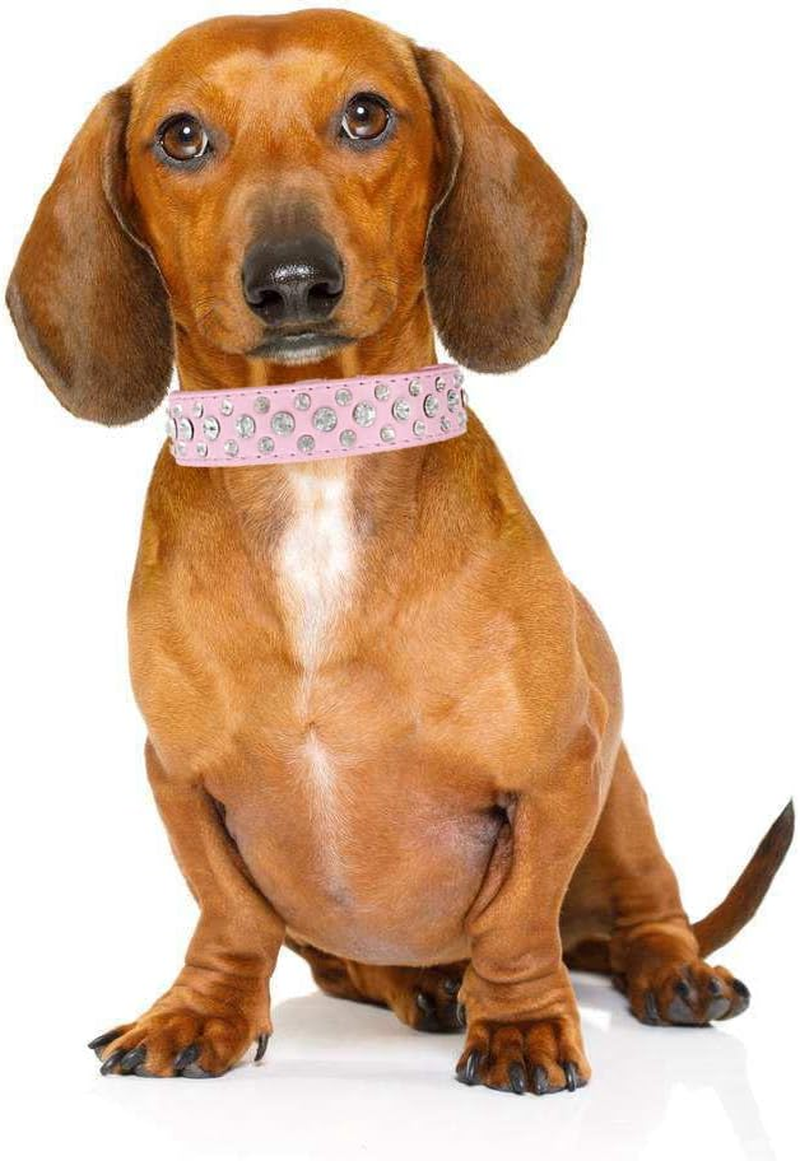 Haoyueer Pet Dog Cat Collar PU Leather Rhinestone Black S M L XL (S, Purple) image number 2