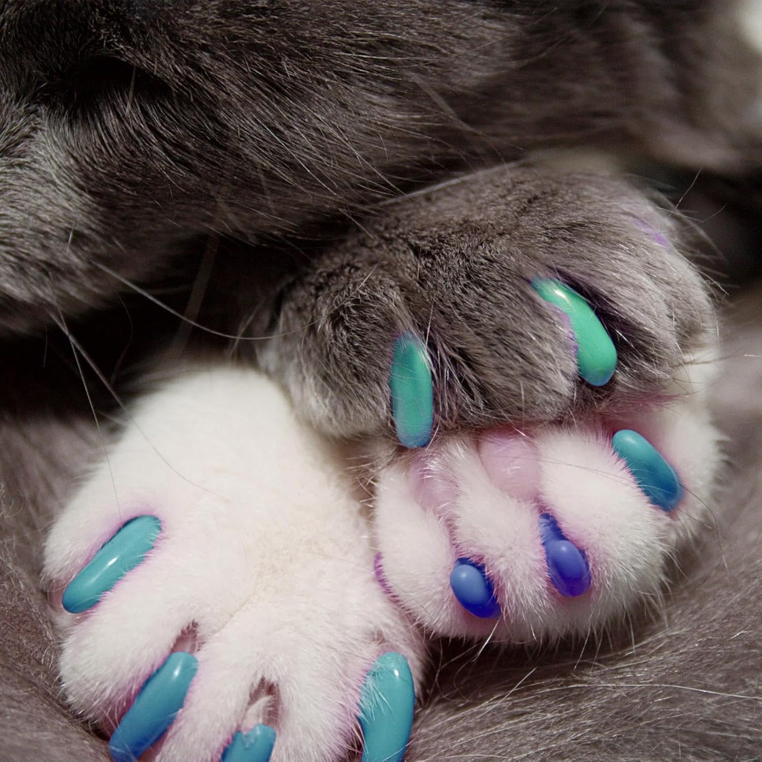 160 Cat Nail Covers Kit, Kitten Claw Protection, Pet Cat Paw Covers, Nail Covers for Small Cats, Cat Claw Covers with Adhesives, Colored Cat Nail Caps, Cat Paw Cover Set for Small Cats 6-9Lbs
