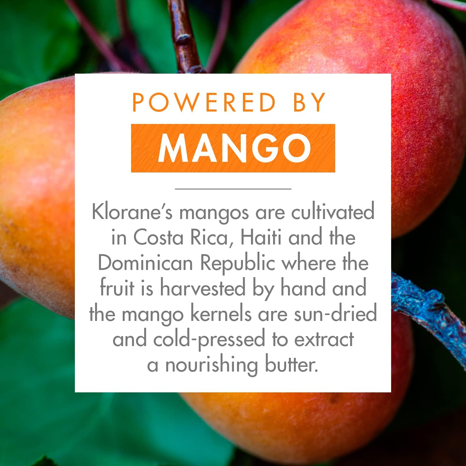 Klorane Nourishing Mango Shampoo 100Ml &ndash; Dry Hair - Travel Size (Pack of 2) image number 3