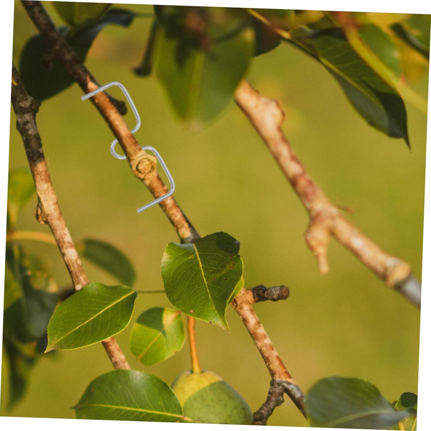 CAXUSD Plant Branch Spreader Clips Set for Apple Trees and Roses 8Cm M Shape 50 Count Gardening Twig Support Tools for Bending and Shaping Branches