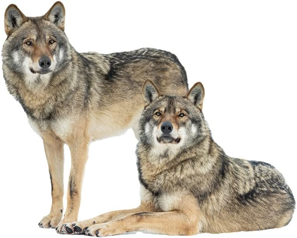 Lifelike Wolf Wall Decal Wild Animal Wall Sticker 27.6X22Inch Removable Self-Adhesive Vinyl Wall Art Decors for Living Room Children Bedroom Nursery Classroom Playroom image number 3